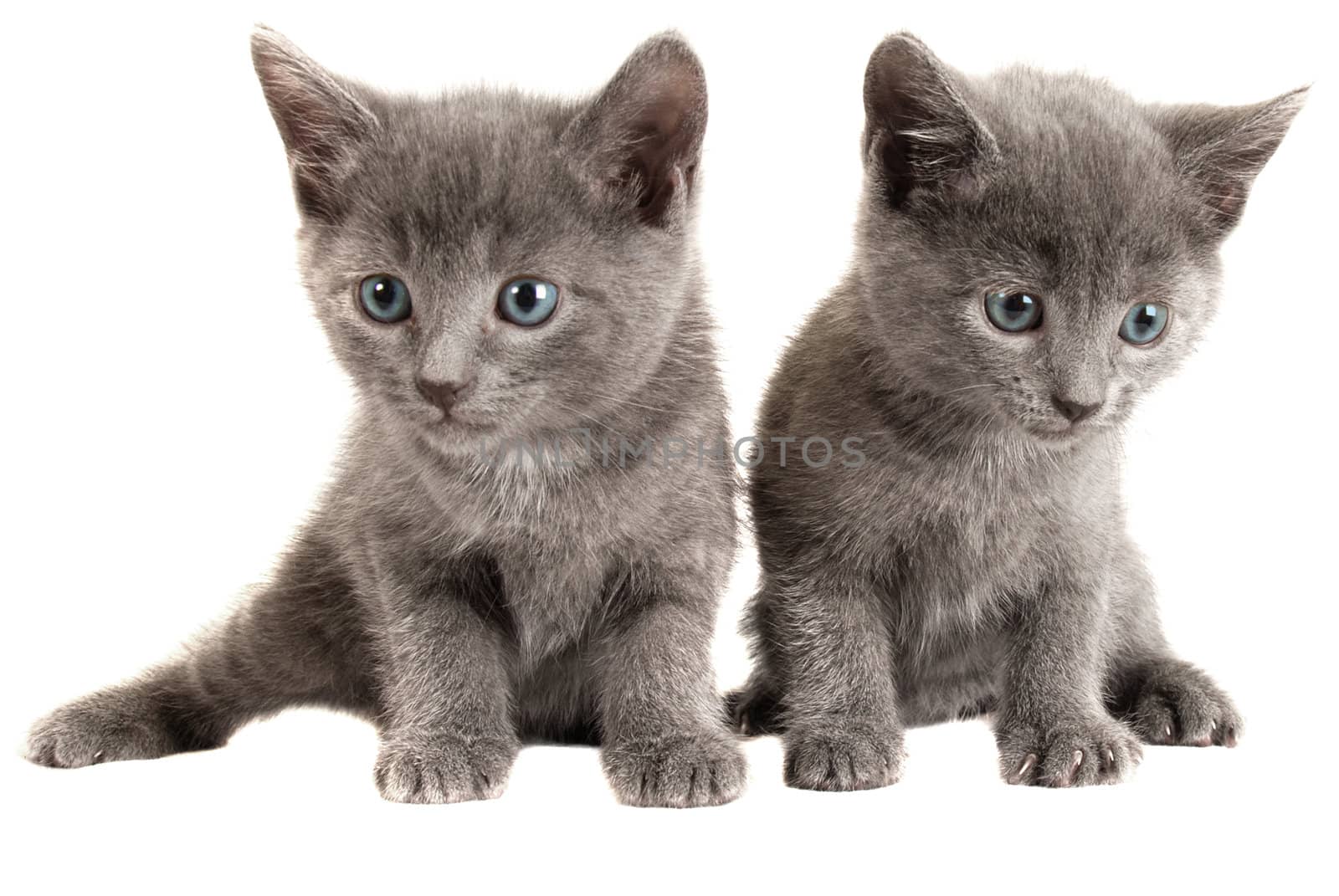 Two Blue Eyed Gray Kittens on White Background