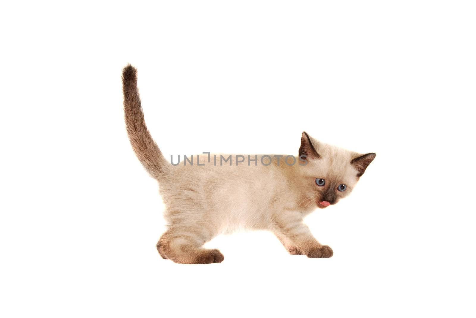 Siamese Kitten Sticking Tongue Out