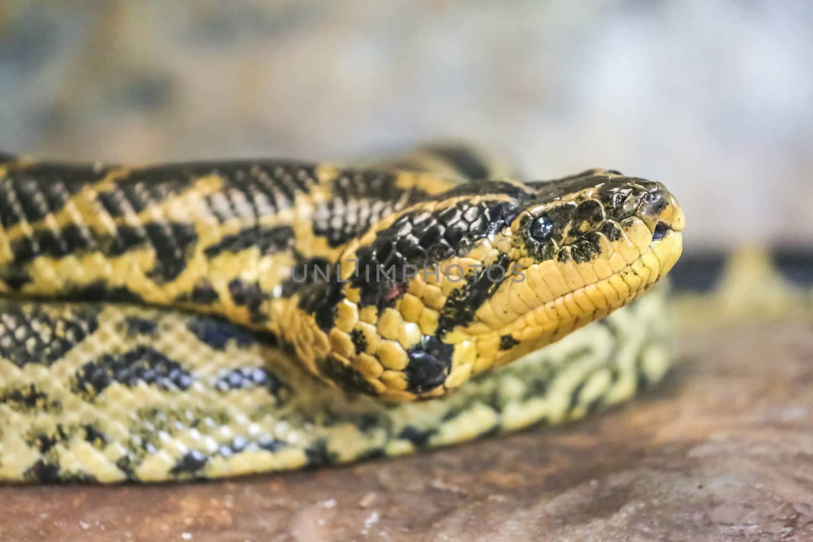 A close-up shot of a yellow and black colored venomous snake