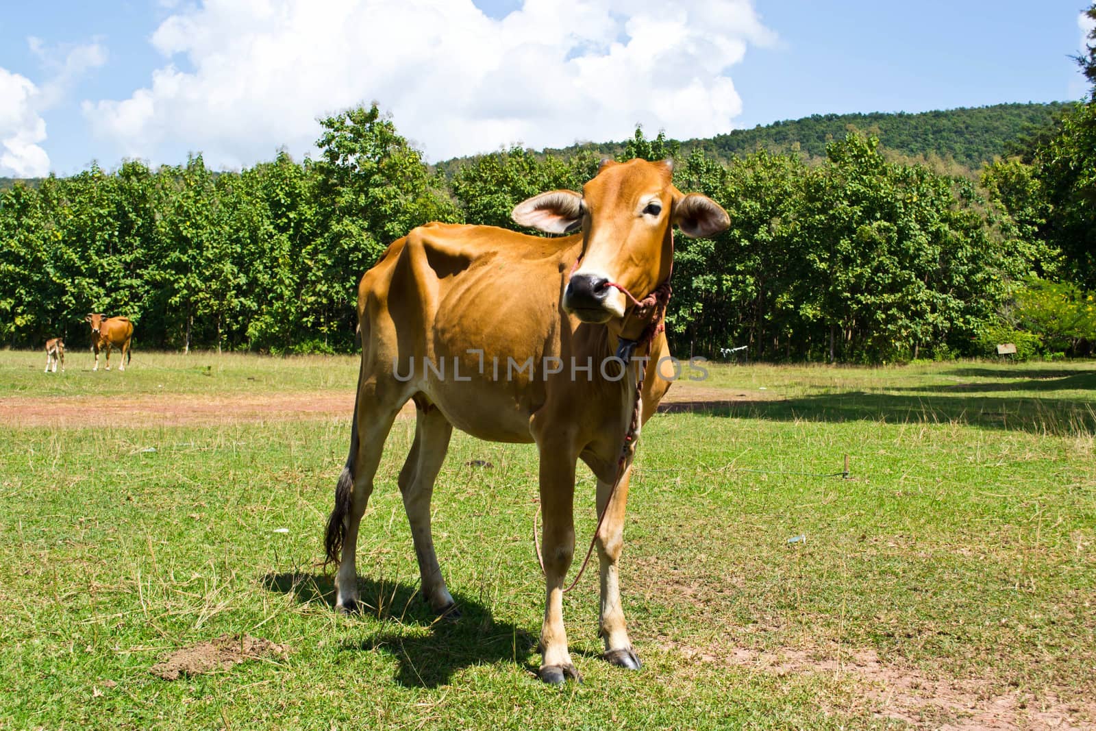 Cow in the meadow