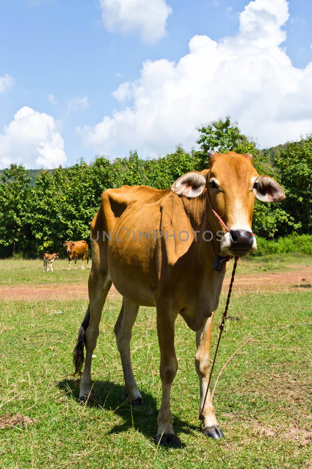 Cow in the meadow