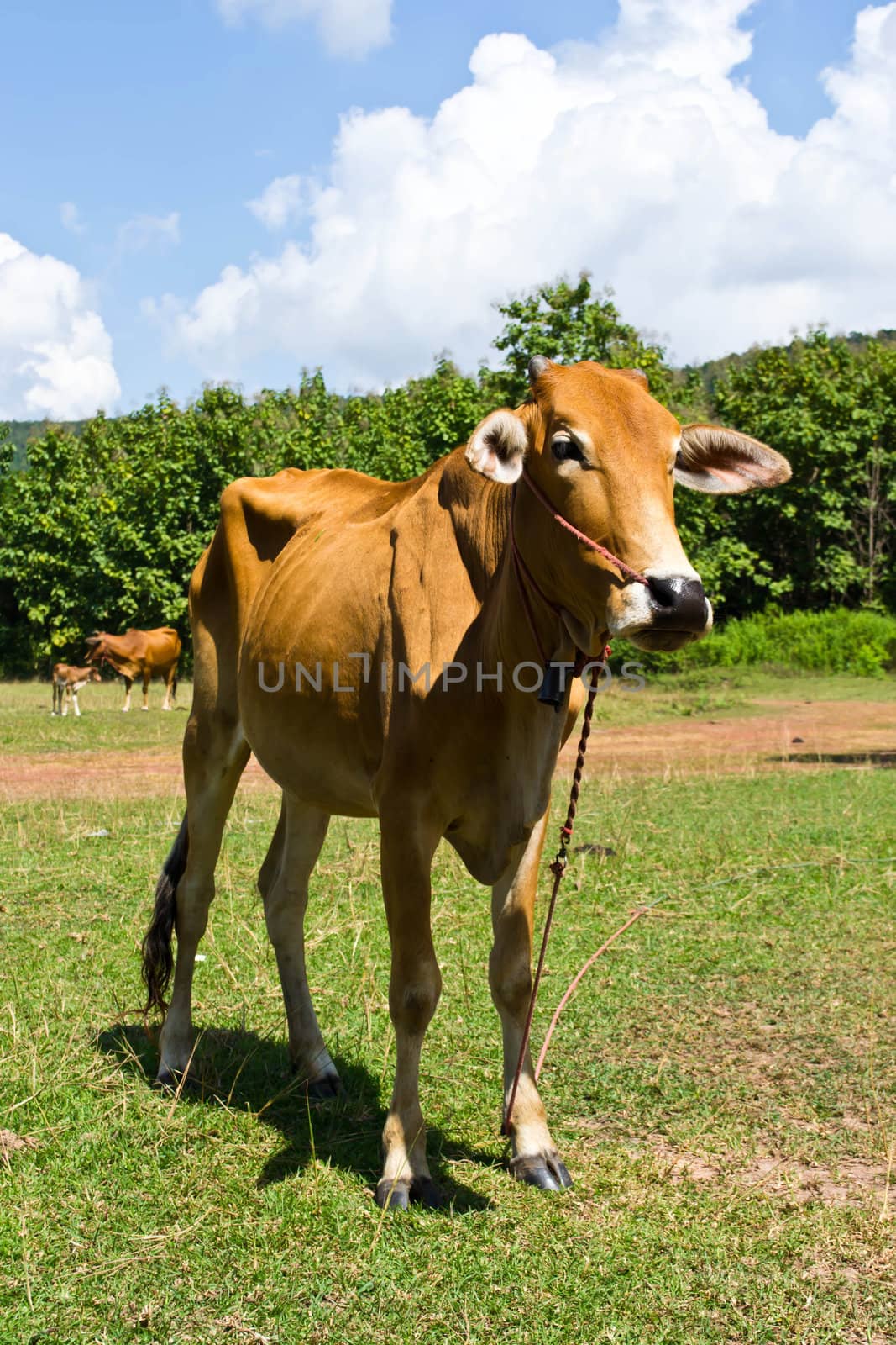 Cow in the meadow