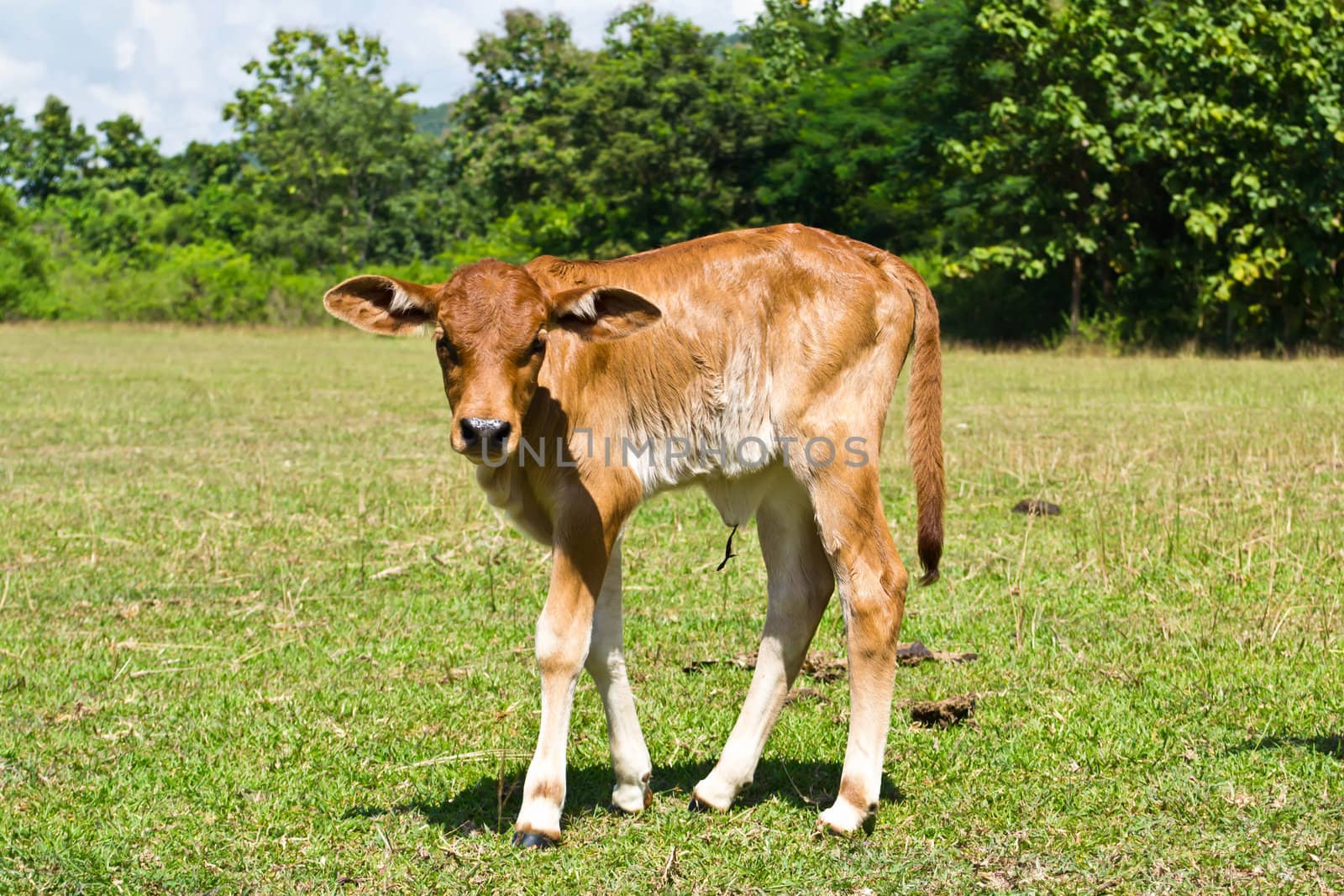 Cow in the meadow