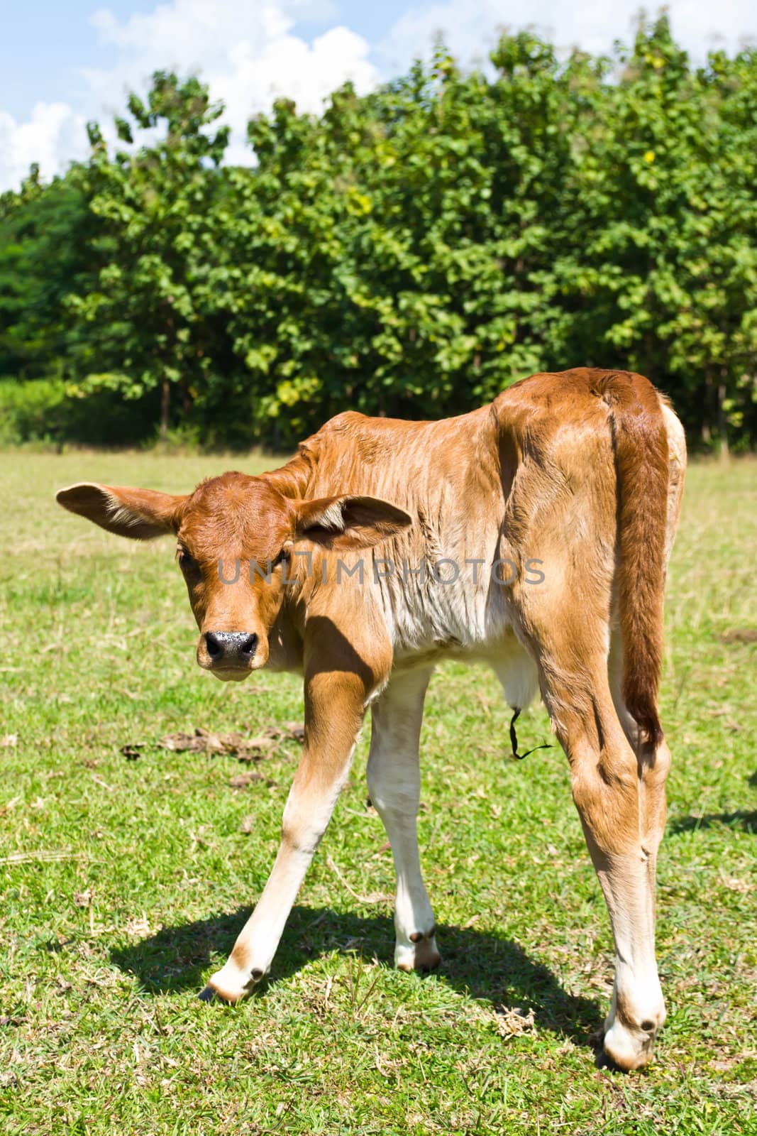 Cow in the meadow