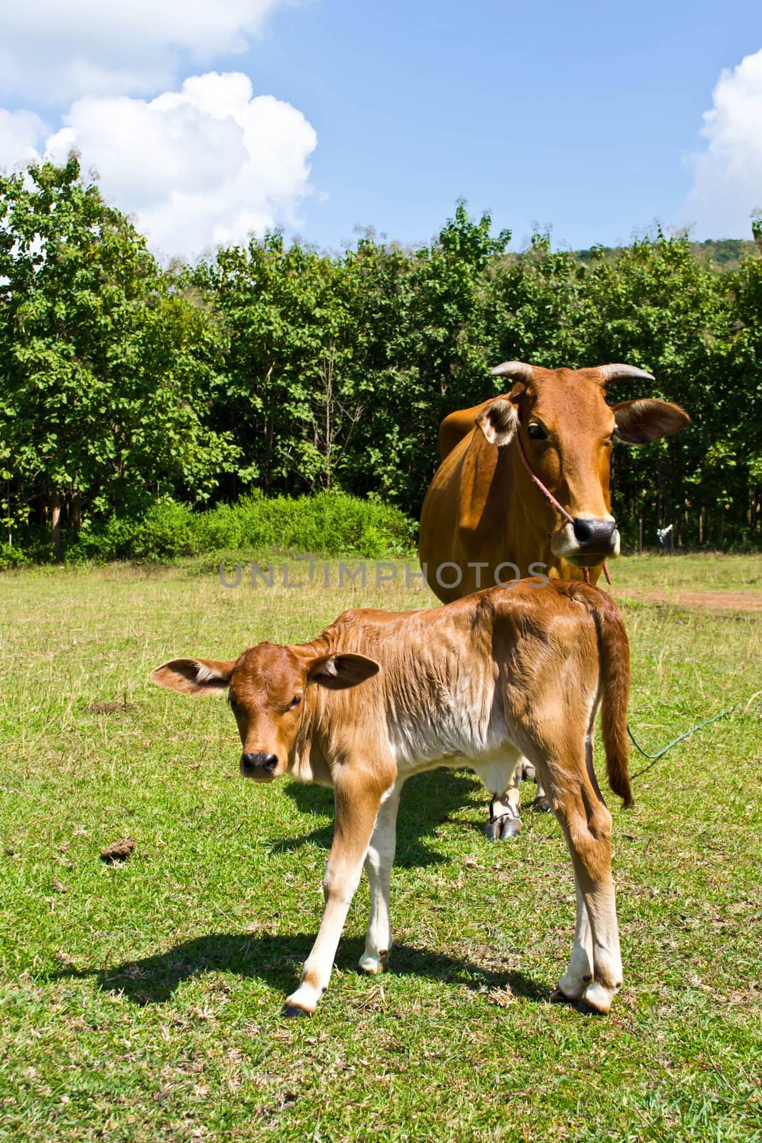 Cow in the meadow