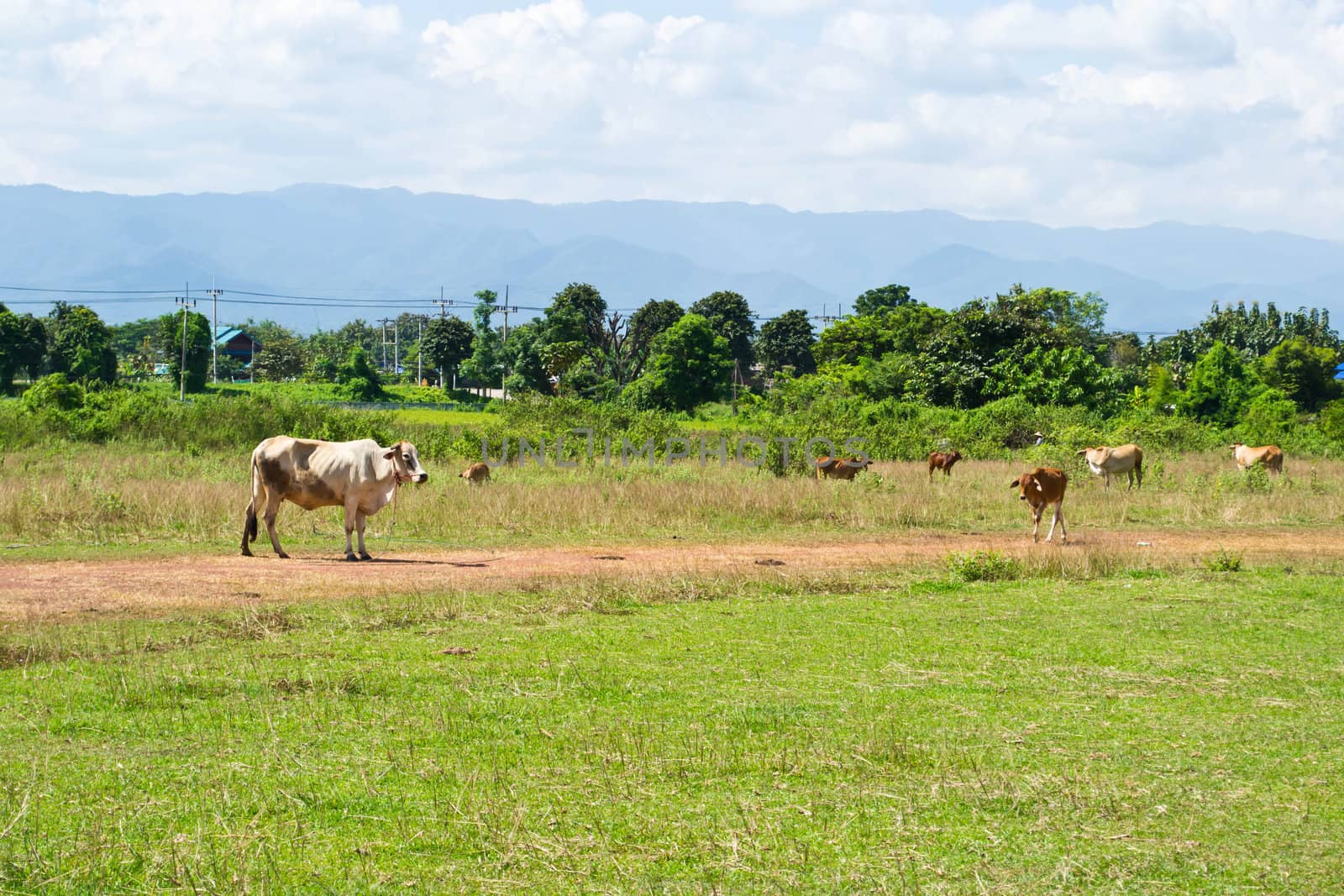 Cow in the meadow