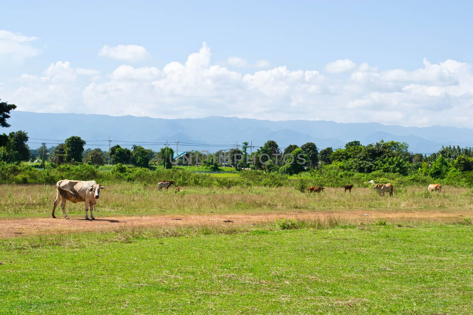 Cow in the meadow