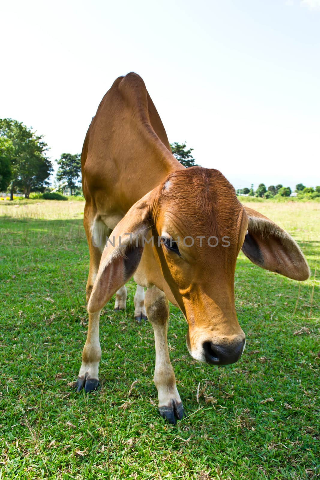 Cow in the meadow