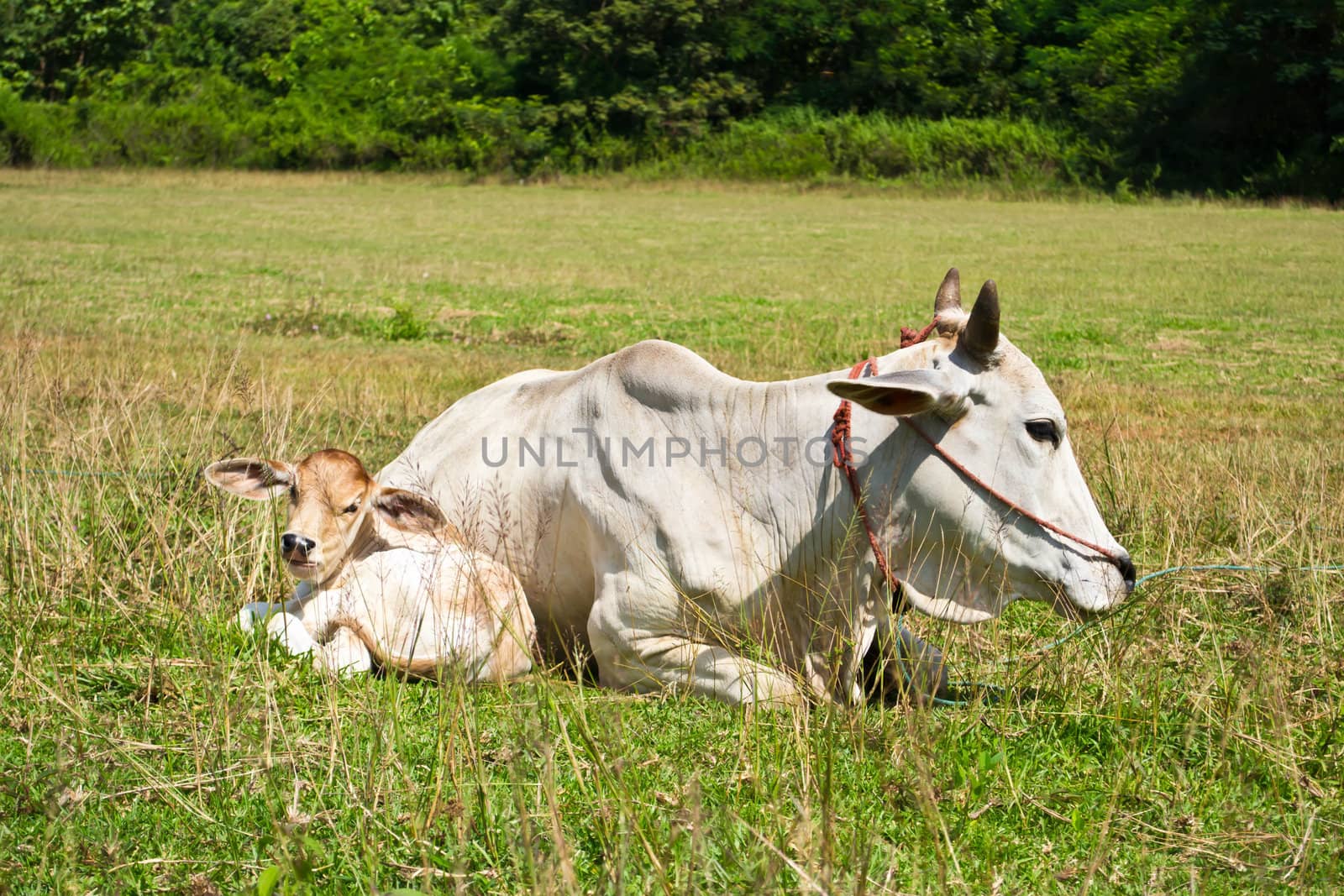 Cow in the meadow