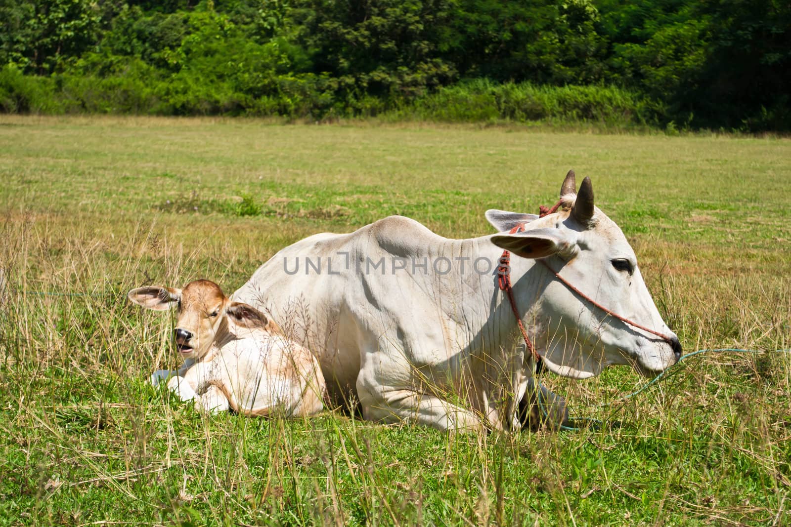 Cow in the meadow