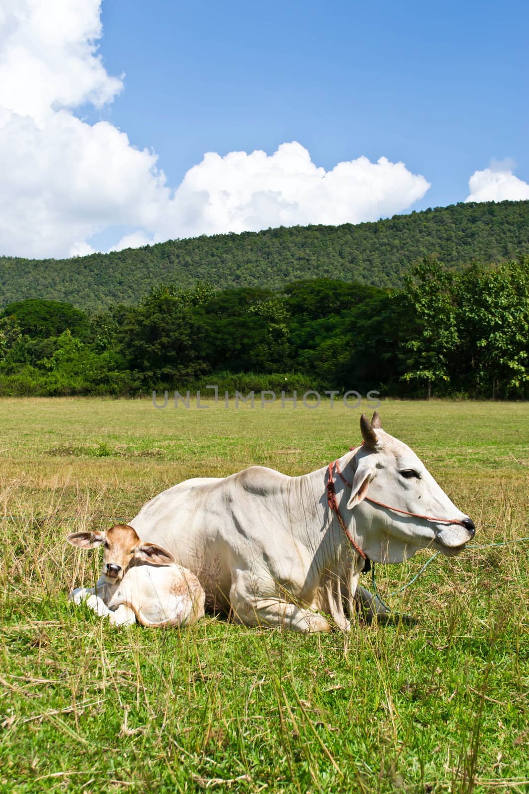 Cow in the meadow