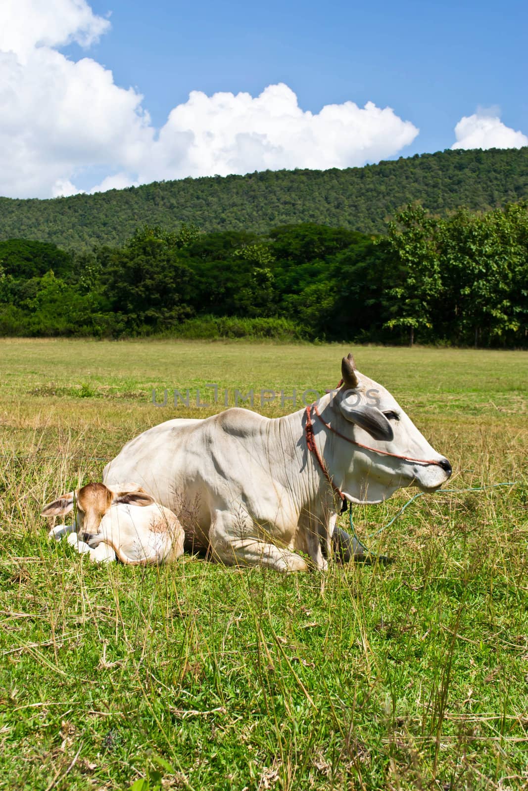 Cow in the meadow