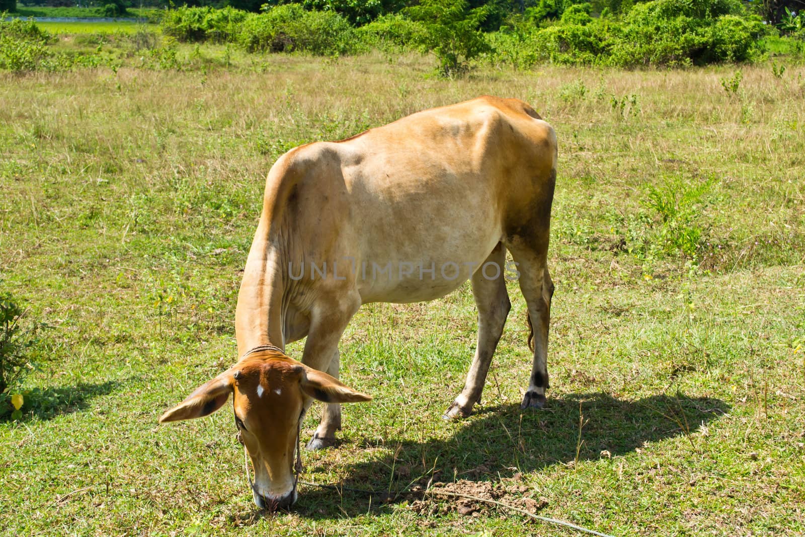 Cow in the meadow