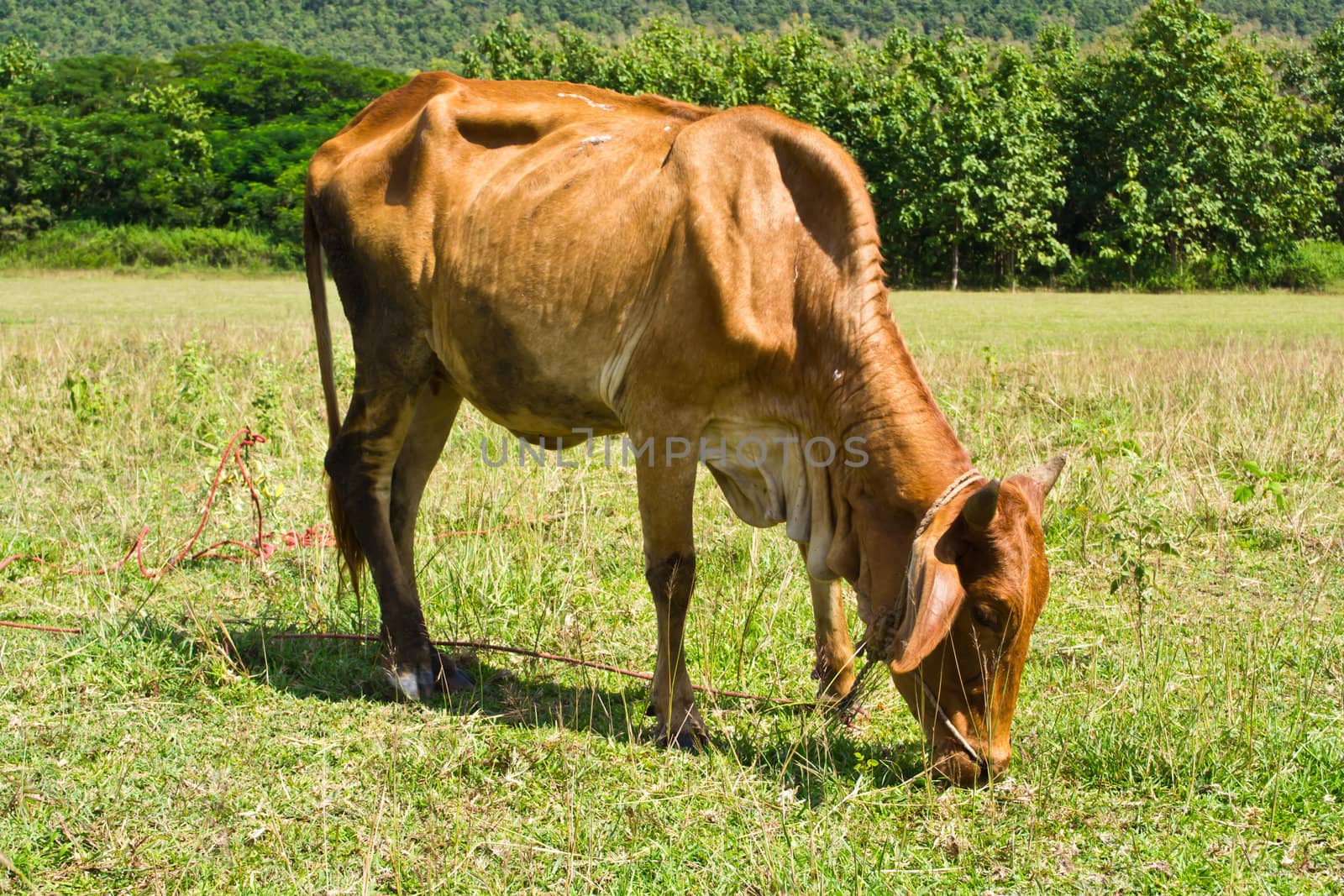 Cow in the meadow