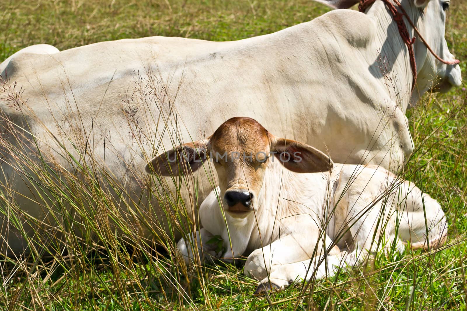 Cow in the meadow