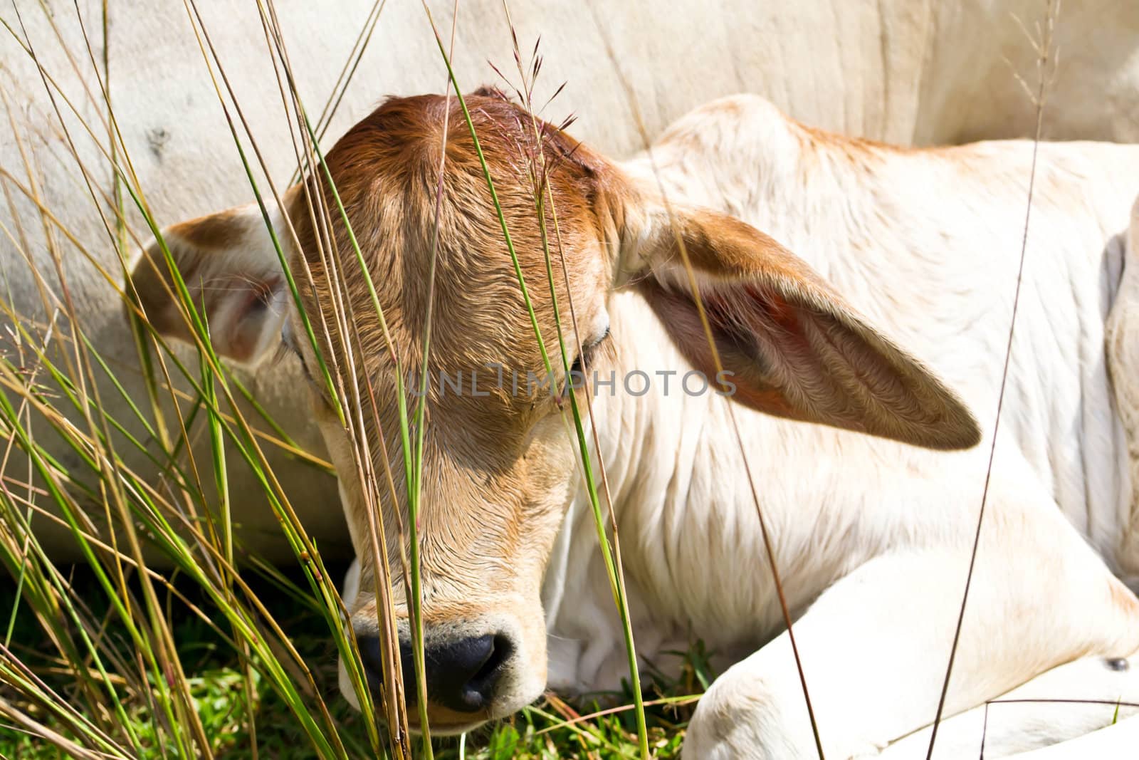 Cow in the meadow