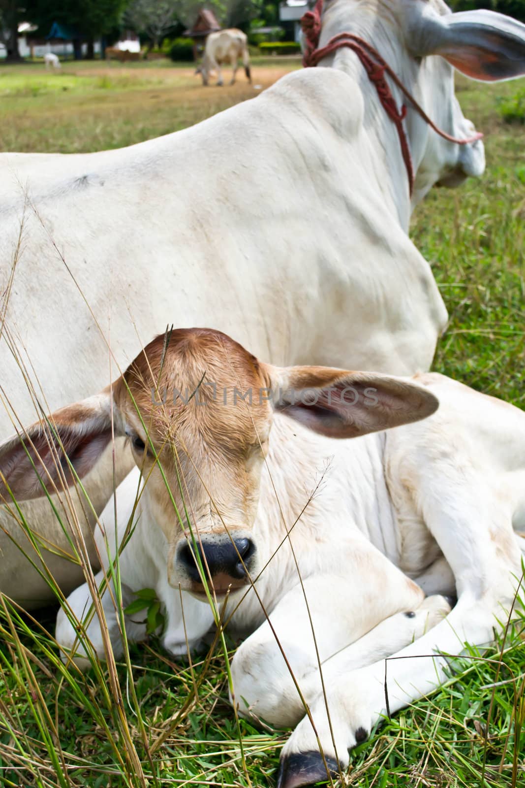 Cow in the meadow