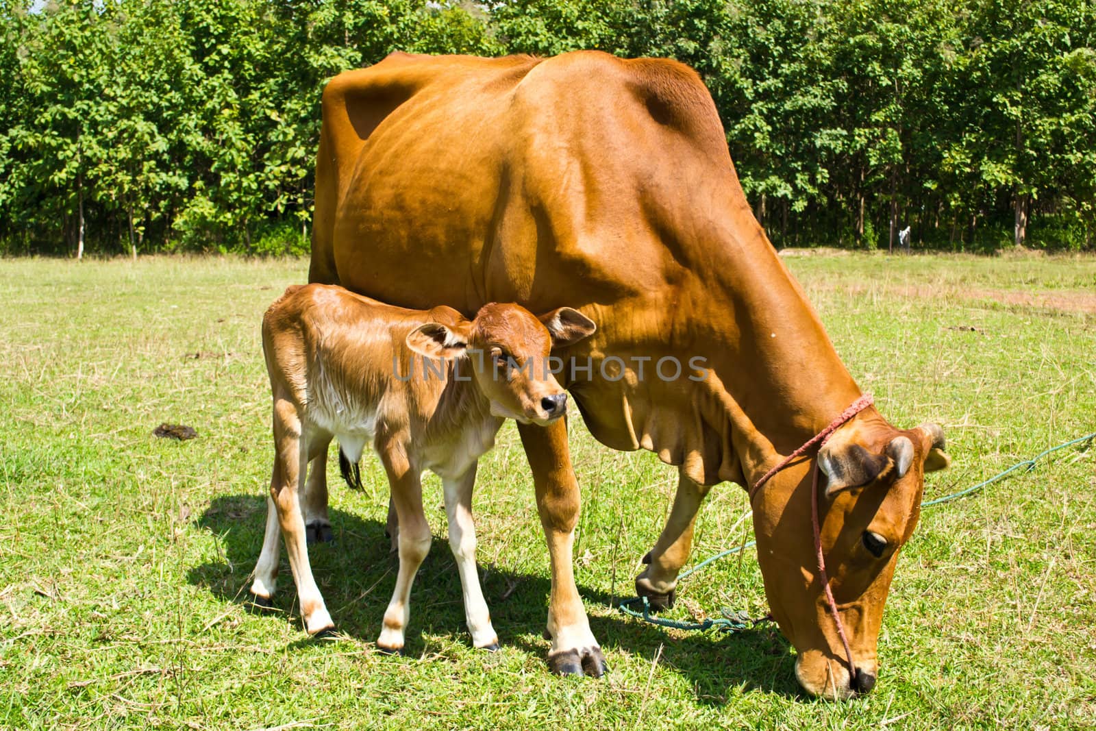 Cow in the meadow