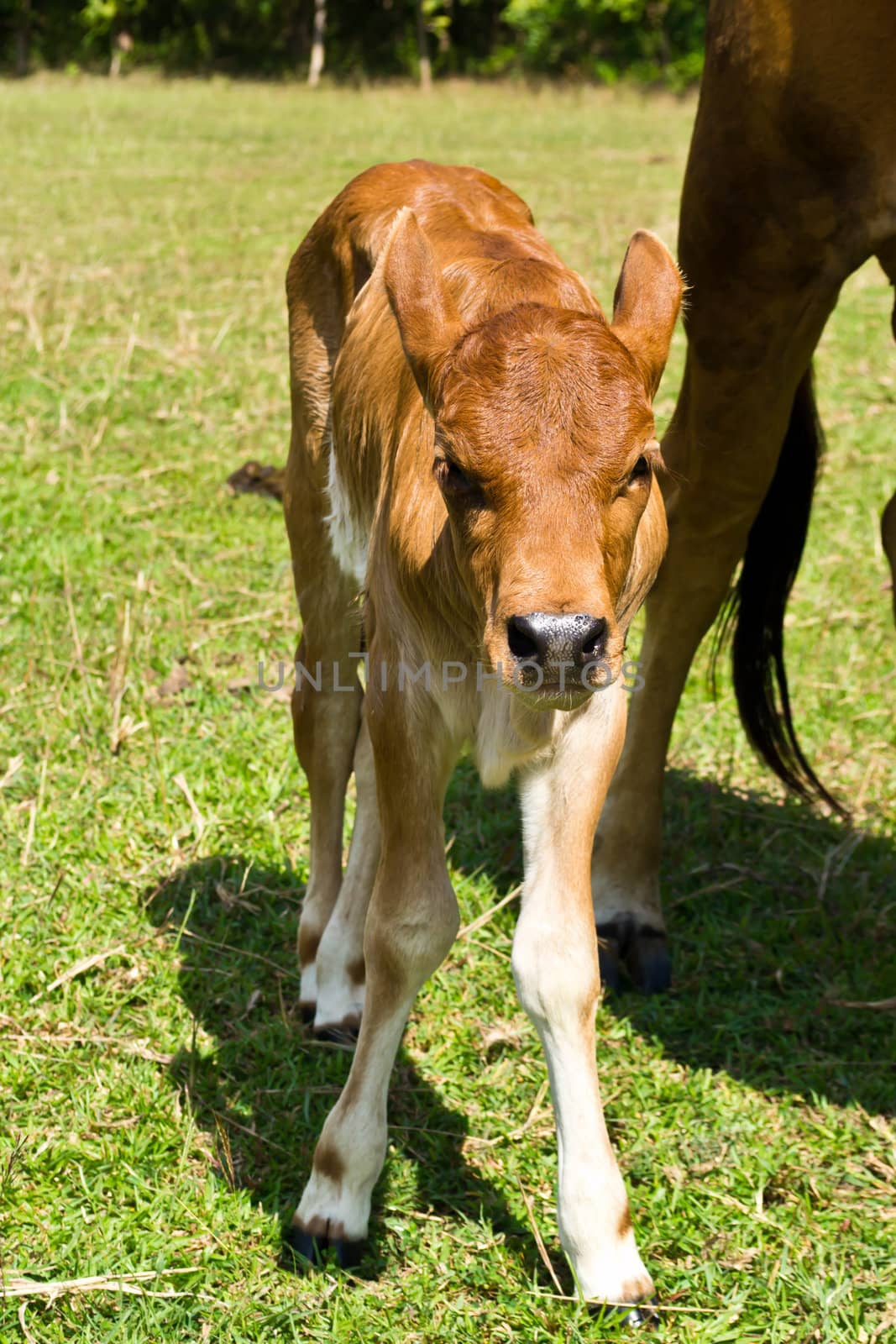 Cow in the meadow