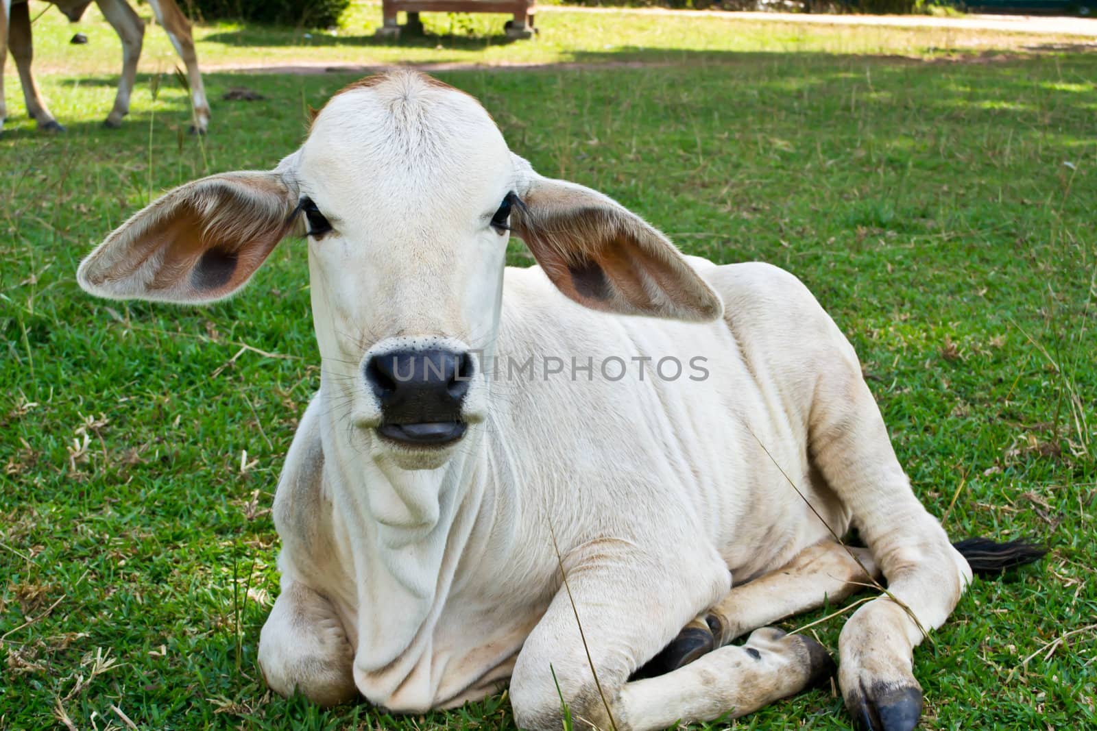 Cow in the meadow