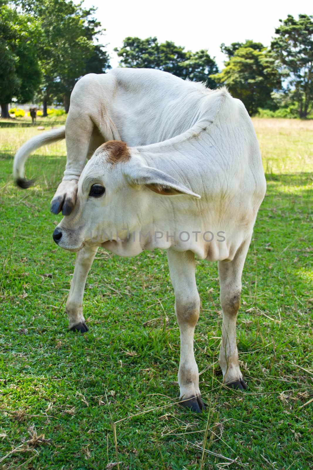 Cow in the meadow