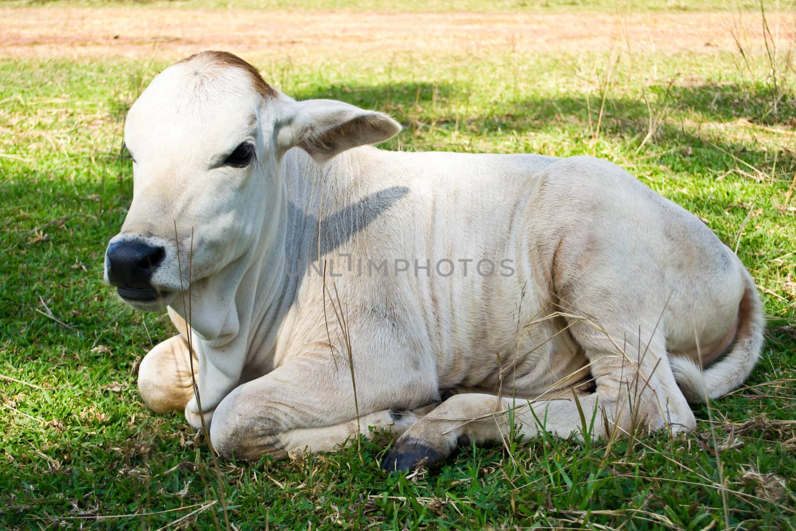 Cow in the meadow