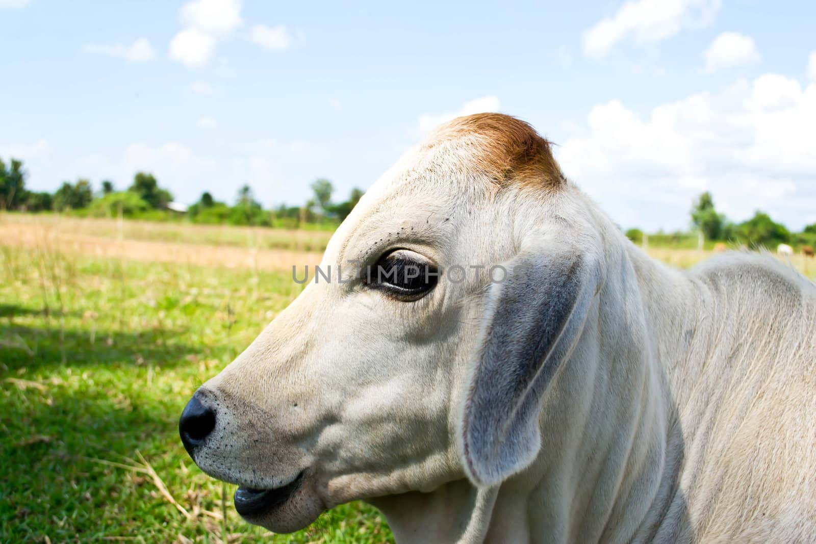 Cow in the meadow