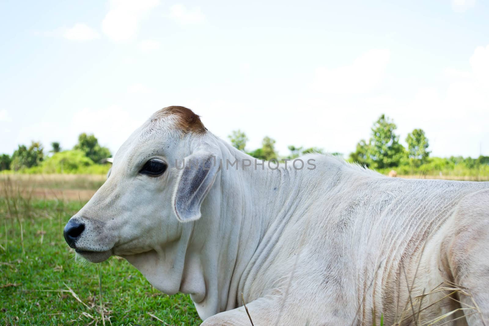 Cow in the meadow