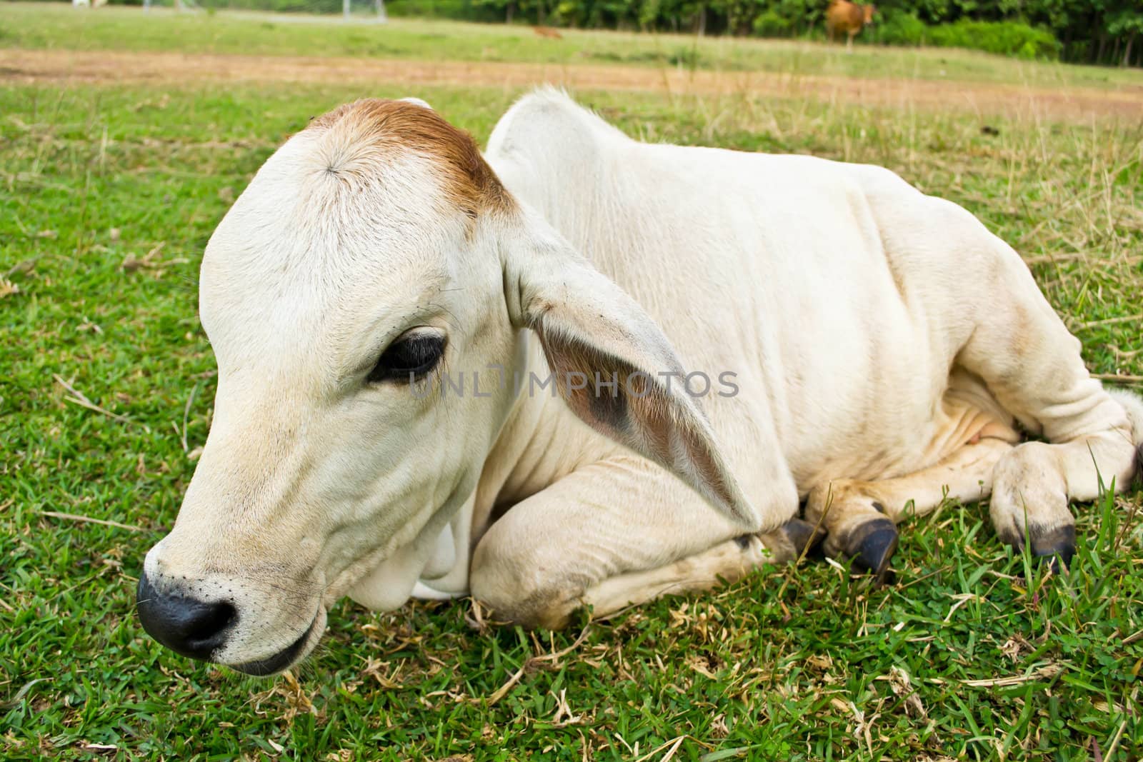 Cow in the meadow