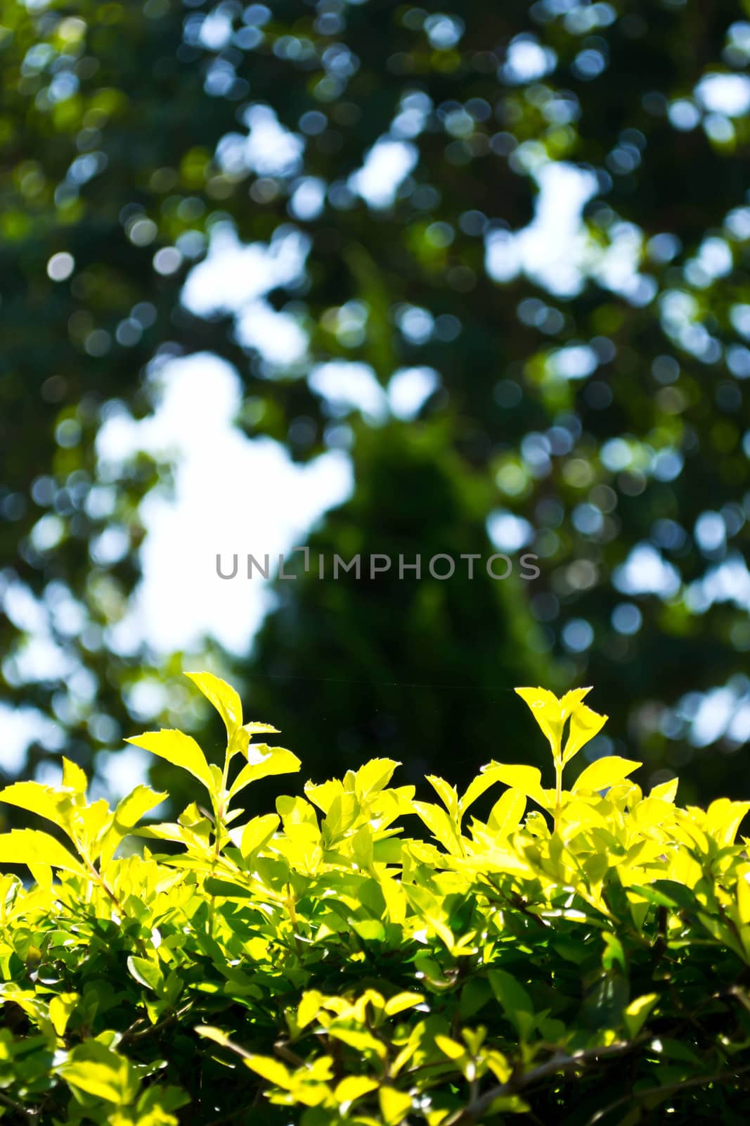 Duranta repens