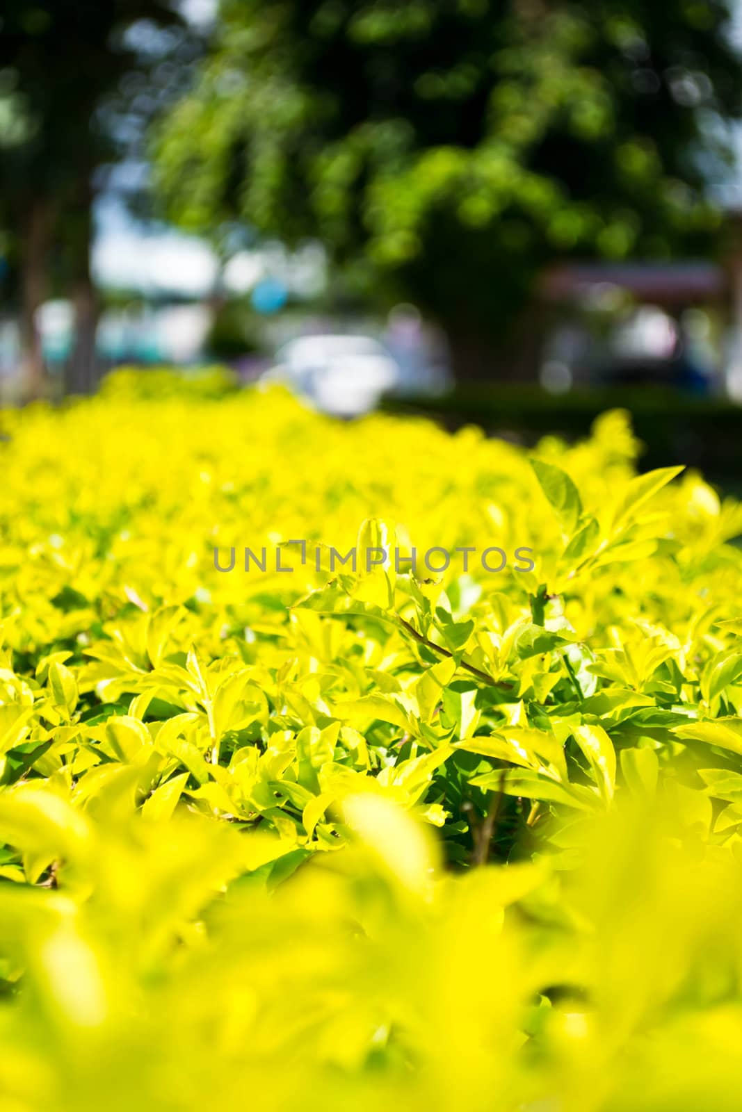 Duranta repens