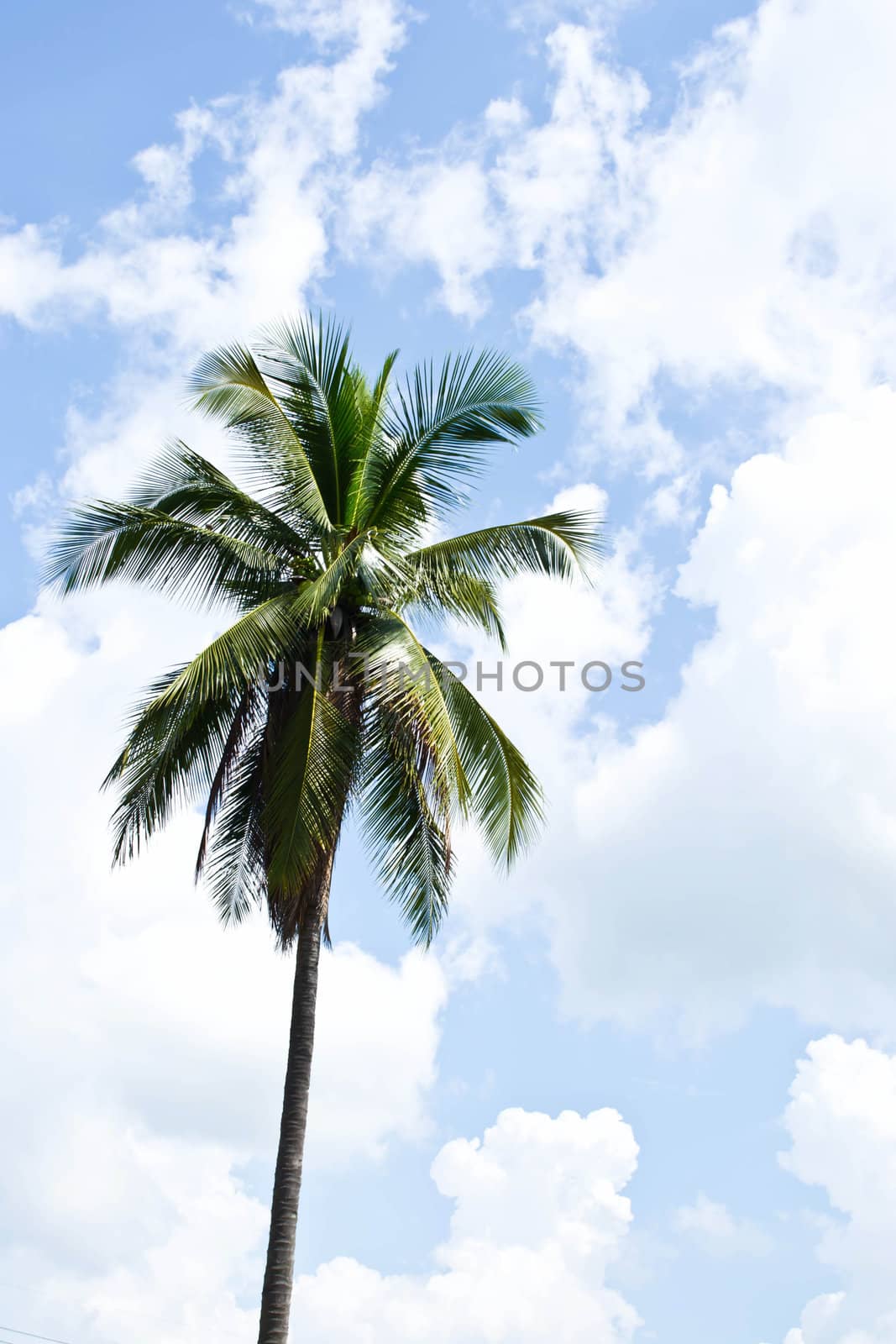 Coconut trees on the sky