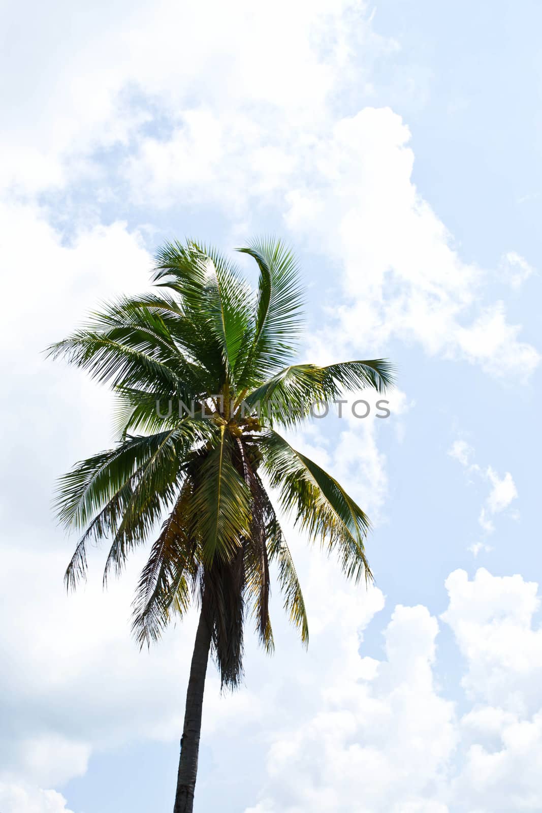 Coconut trees on the sky