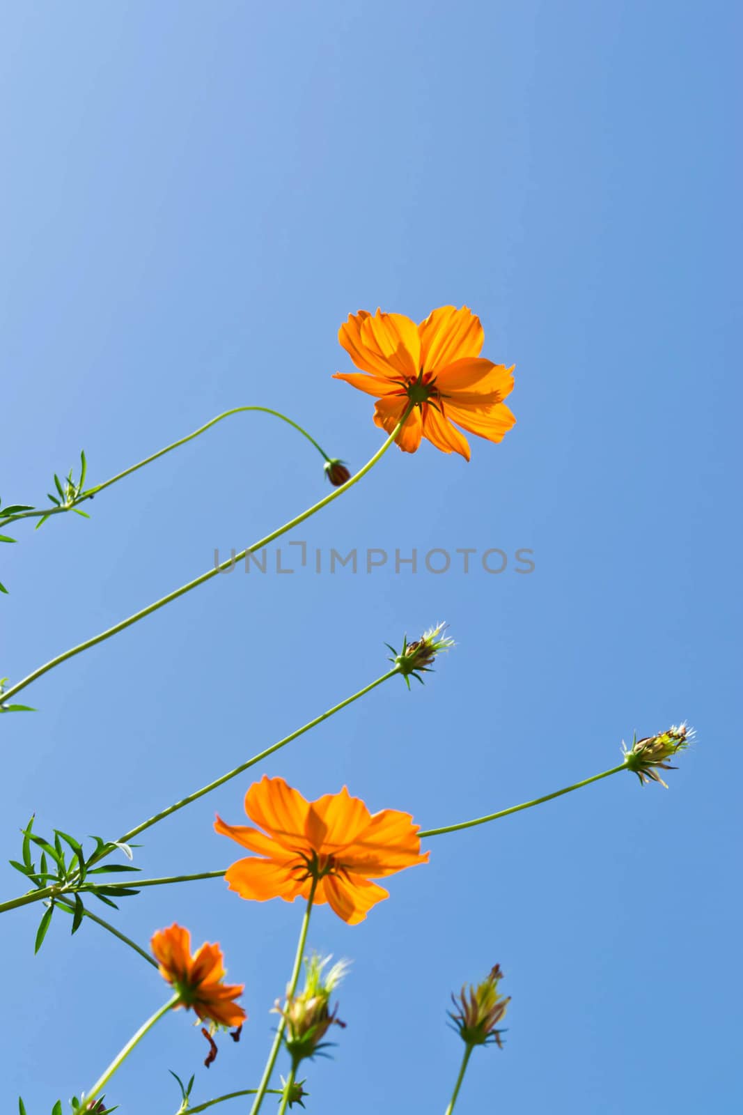 flower and sky