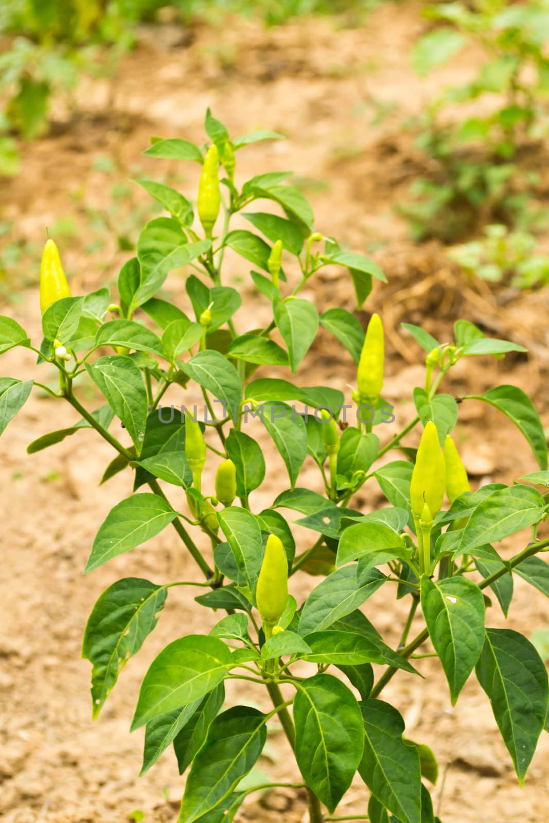 Pepper plantations