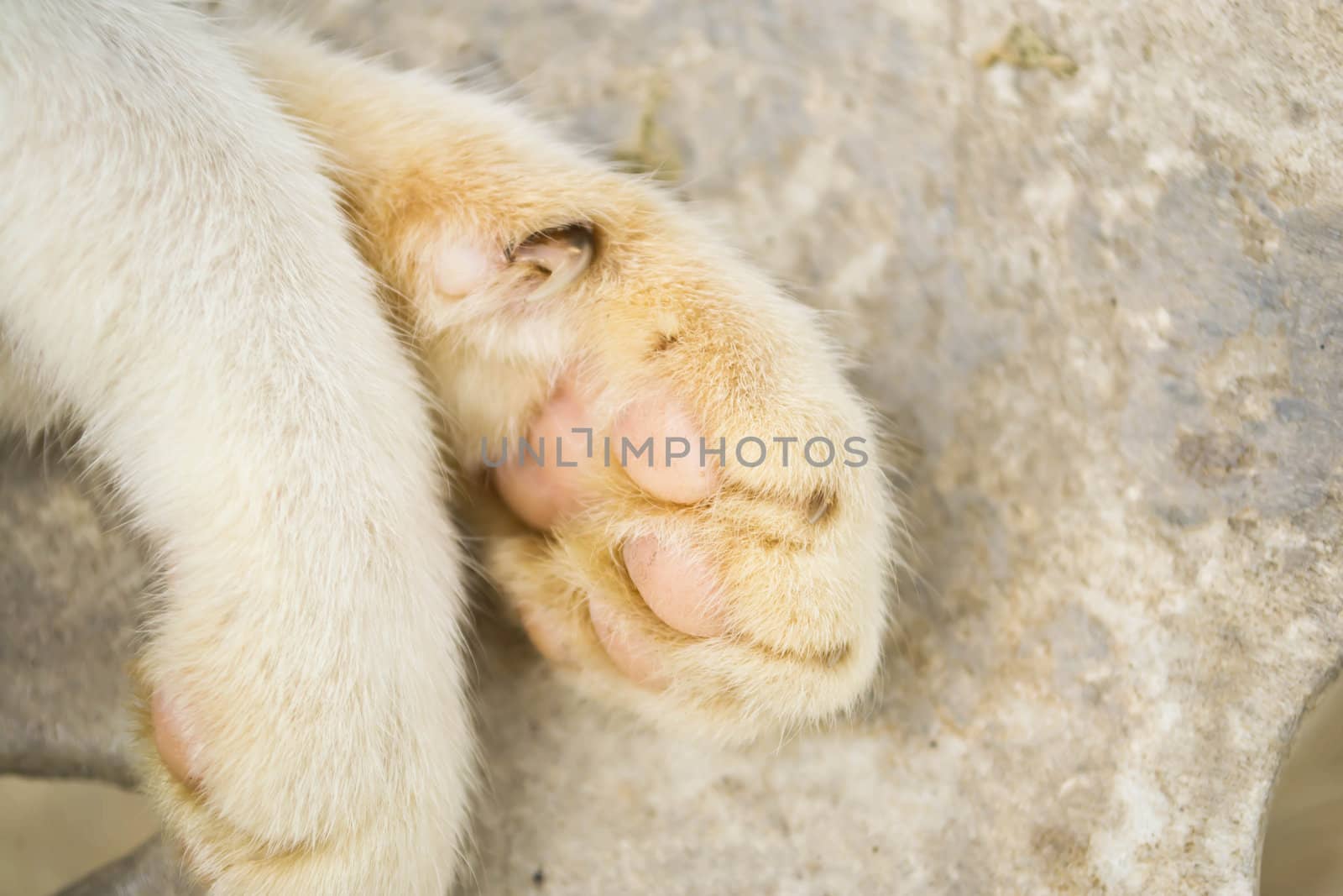 Cat feet