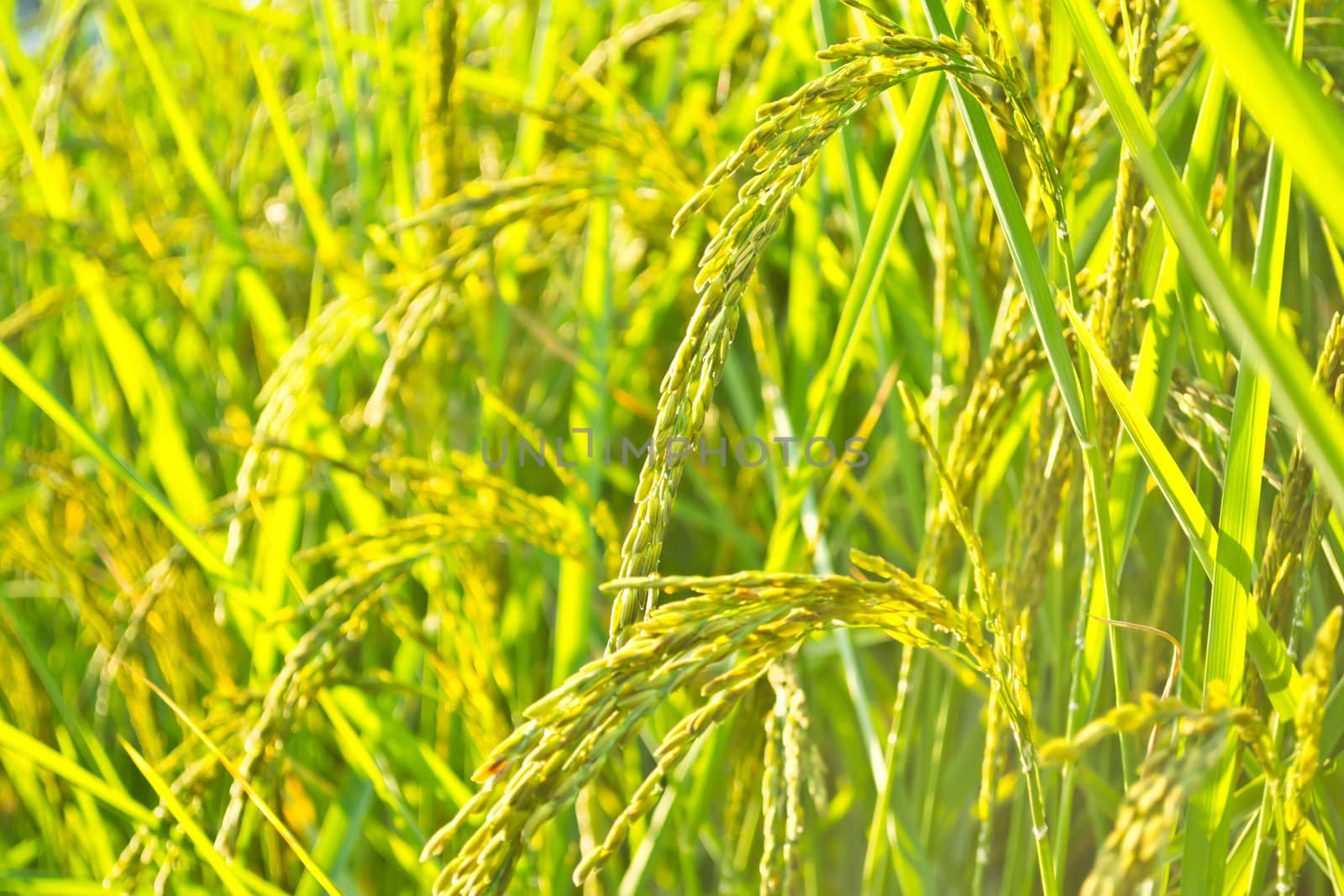 Fields in the countryside