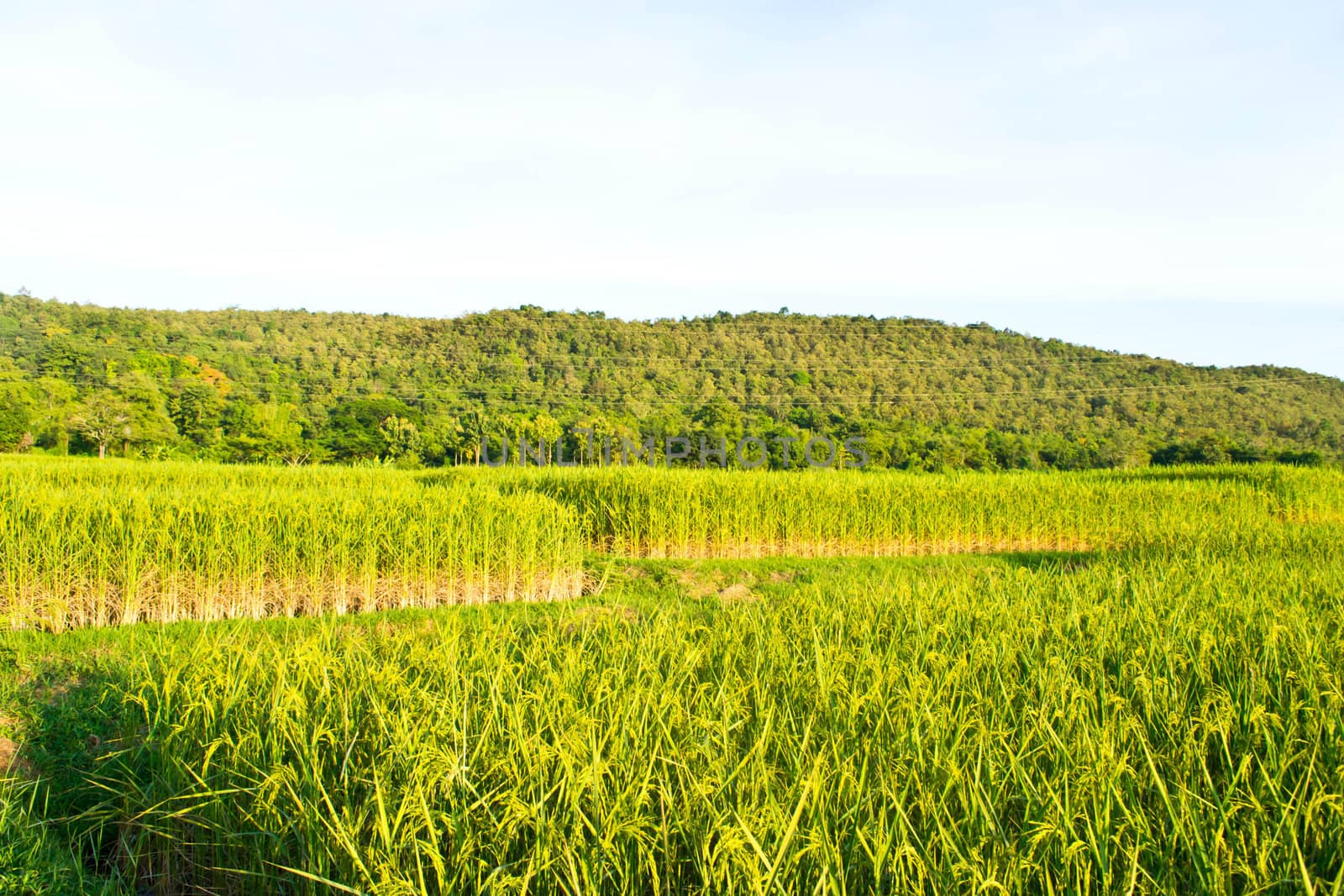 Fields in the countryside