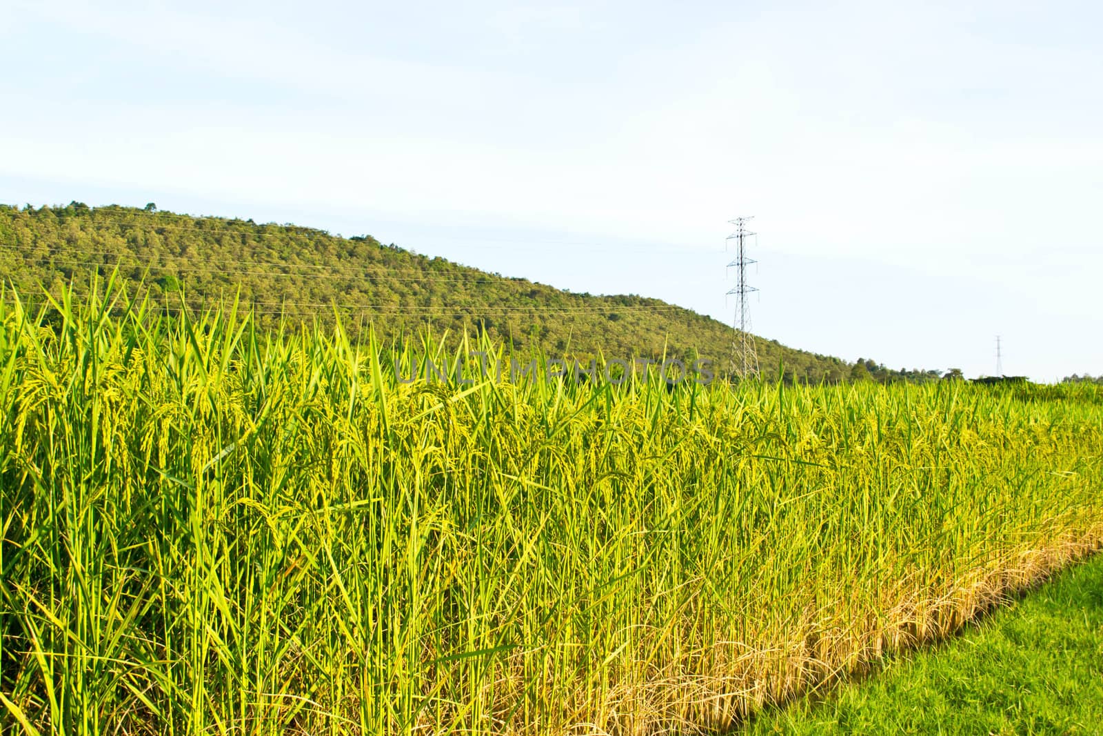 Fields in the countryside