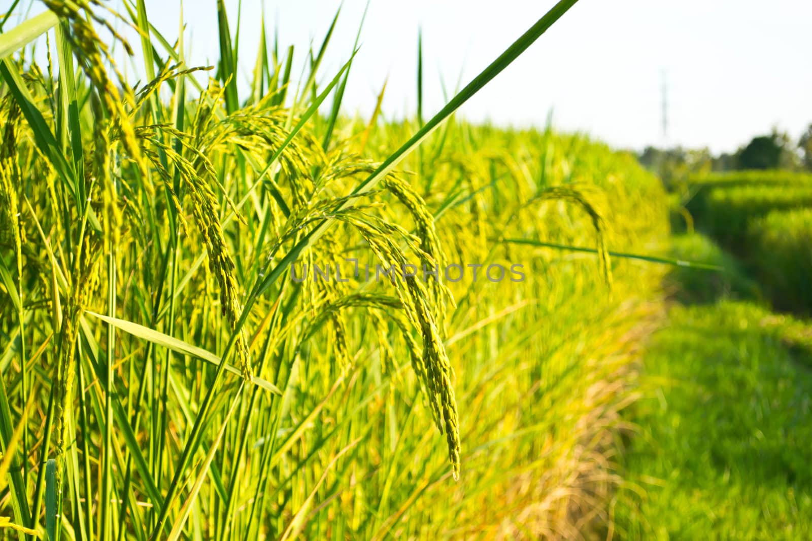 Fields in the countryside
