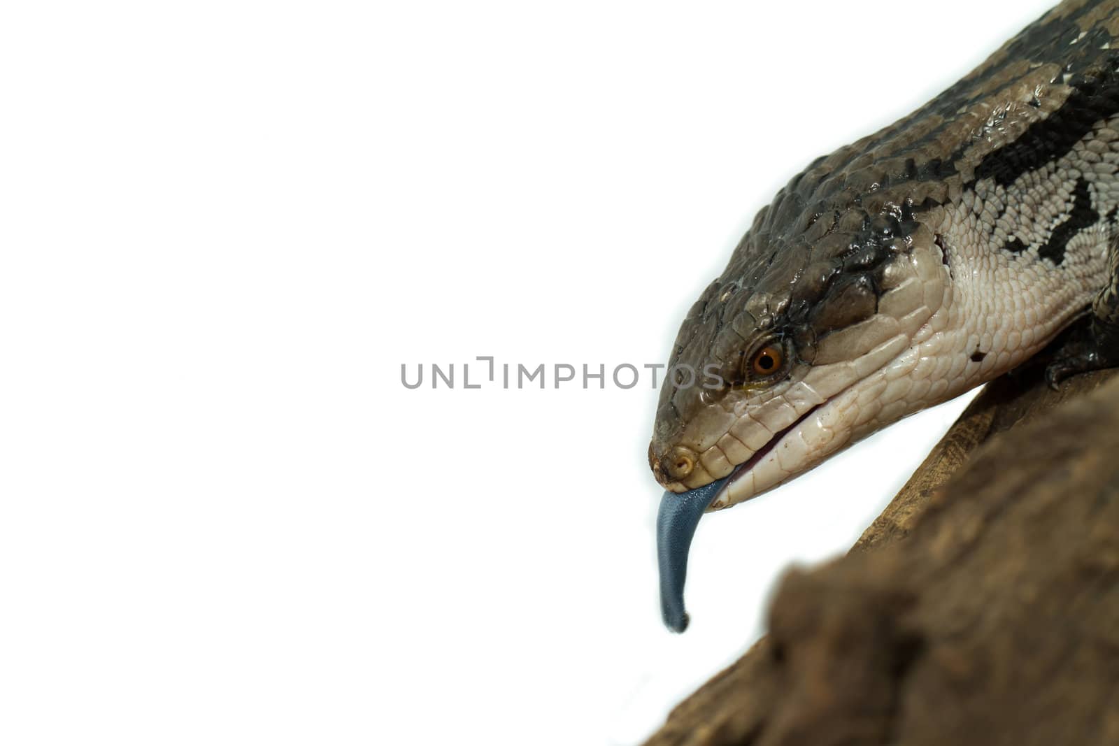 Blue tongued skink on white background (Tiliqua scincoides scincoides)