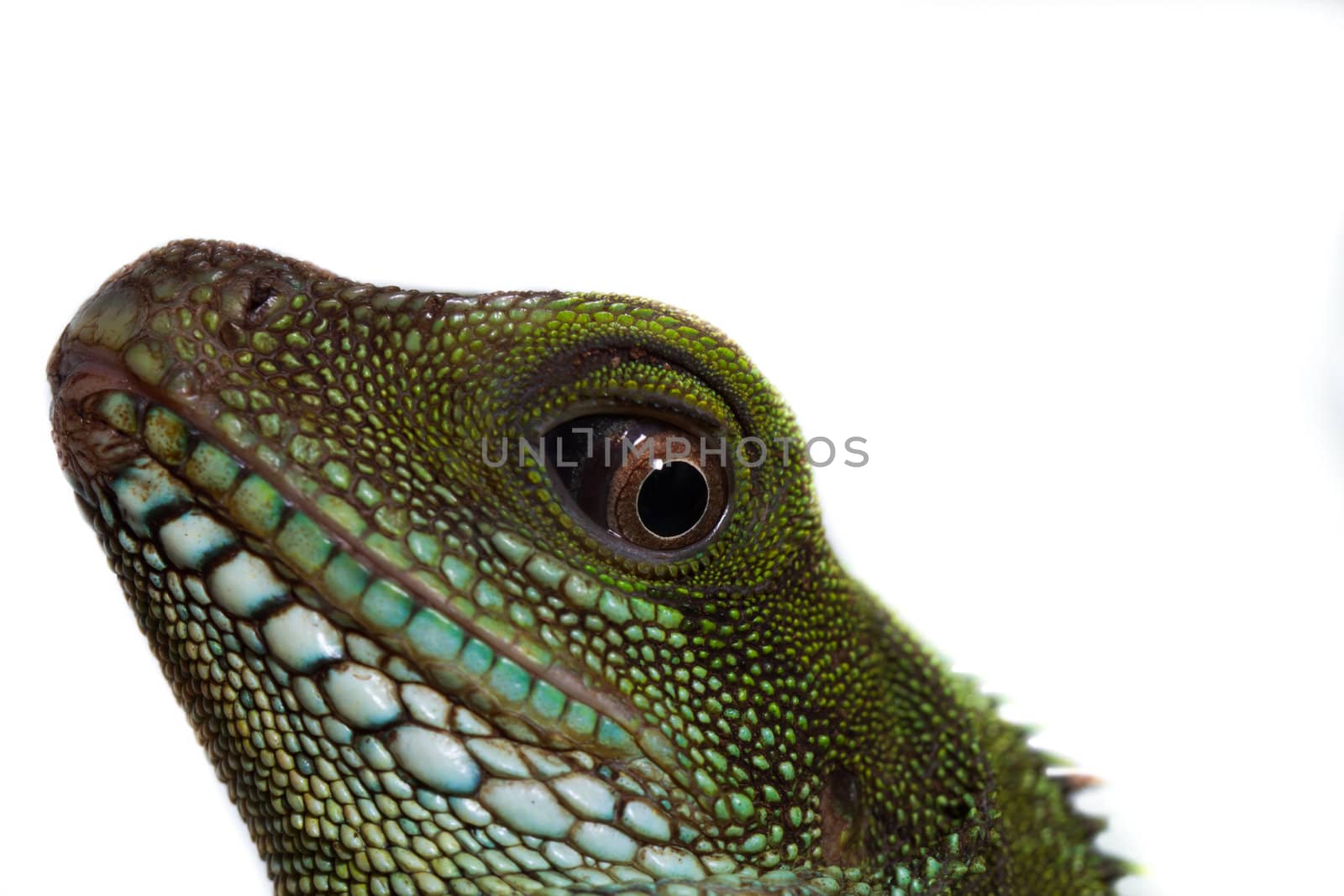 Head and eye of an adult agama (Physignathus cocincinu) by NagyDodo