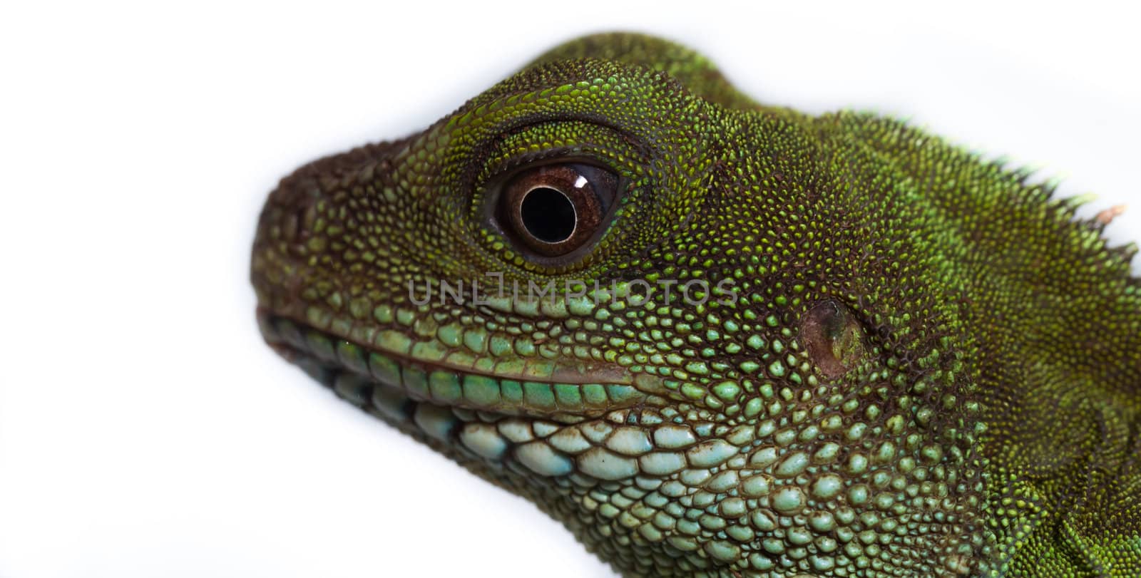 Head and eye of an adult agama (Physignathus cocincinu) by NagyDodo