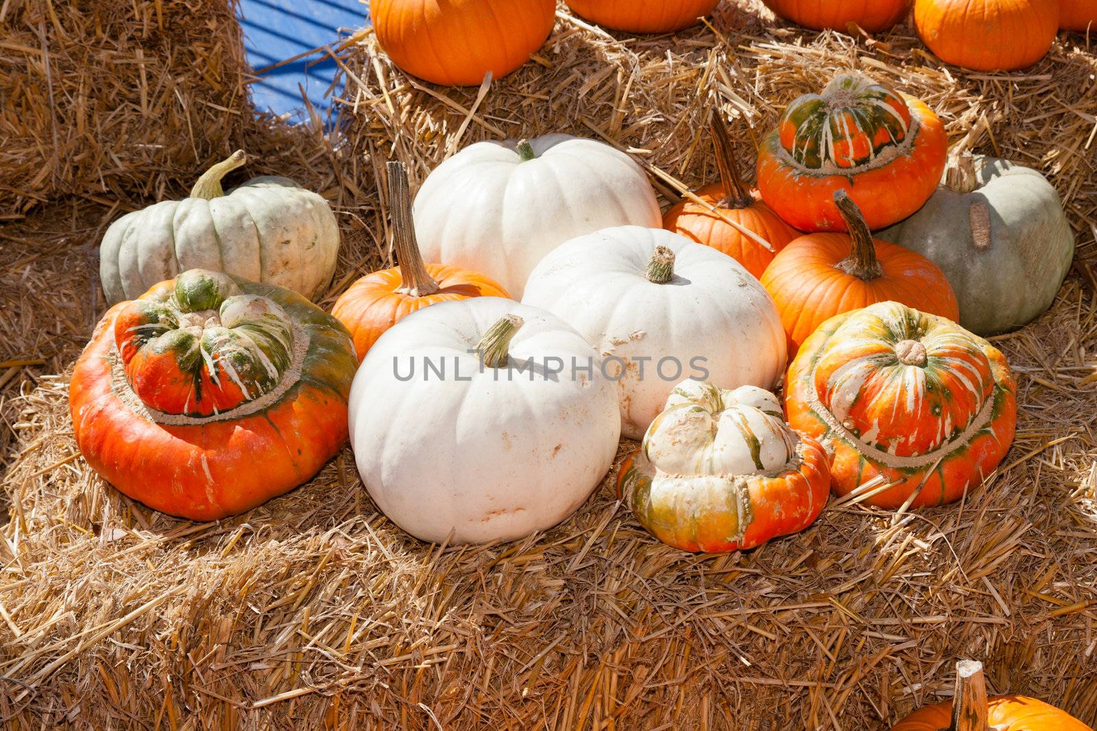 Having fun on pumpkin patch on sunny Sunday.