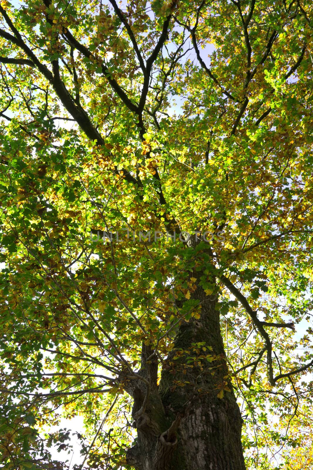 A tall Oak tree in the early morning sunshine