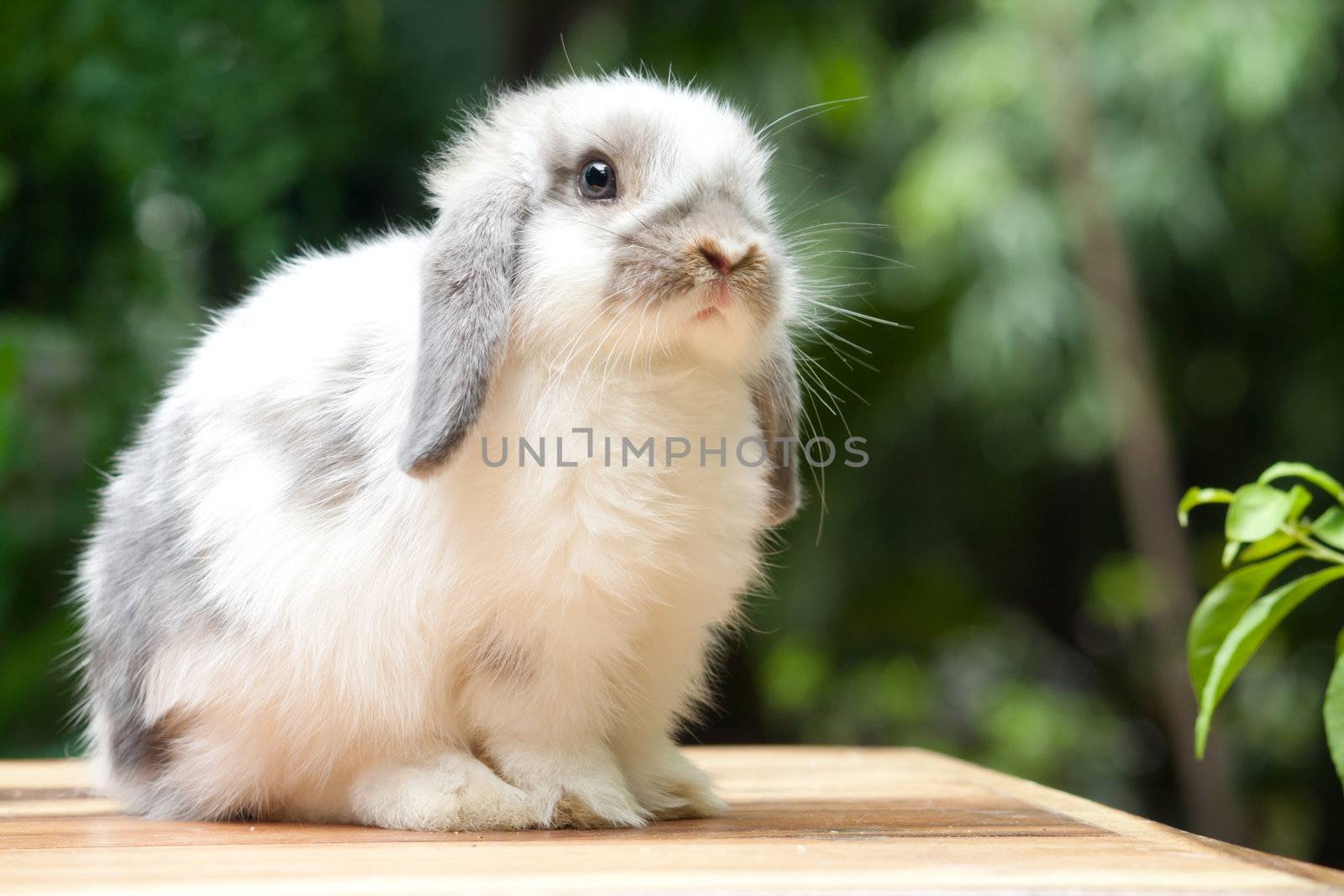 Cute rabbit standing at outdoor