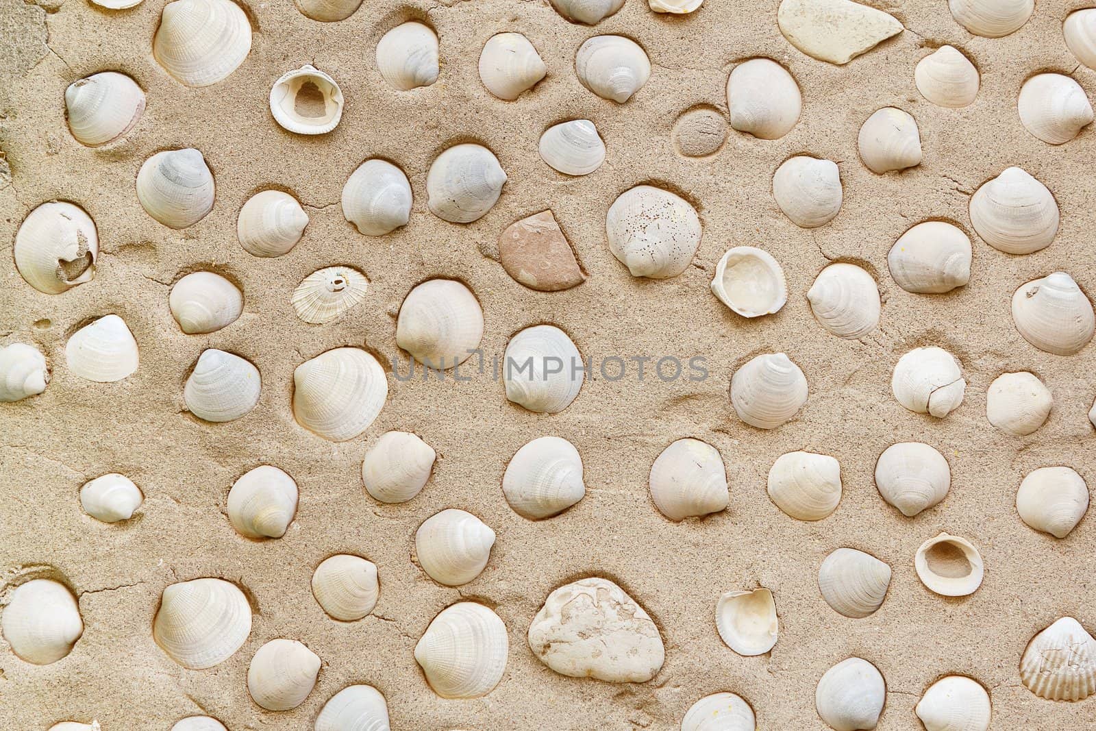 Many white shell carcass on concrete wall 