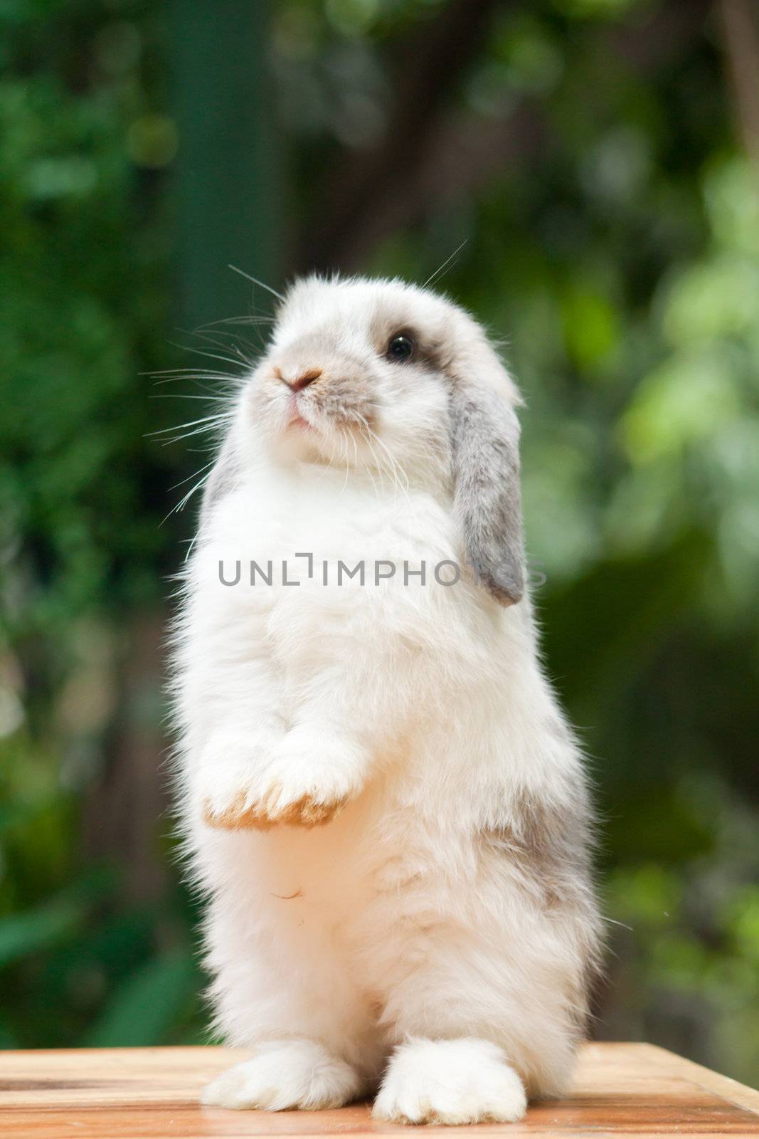 Cute Rabbit standing at outdoor