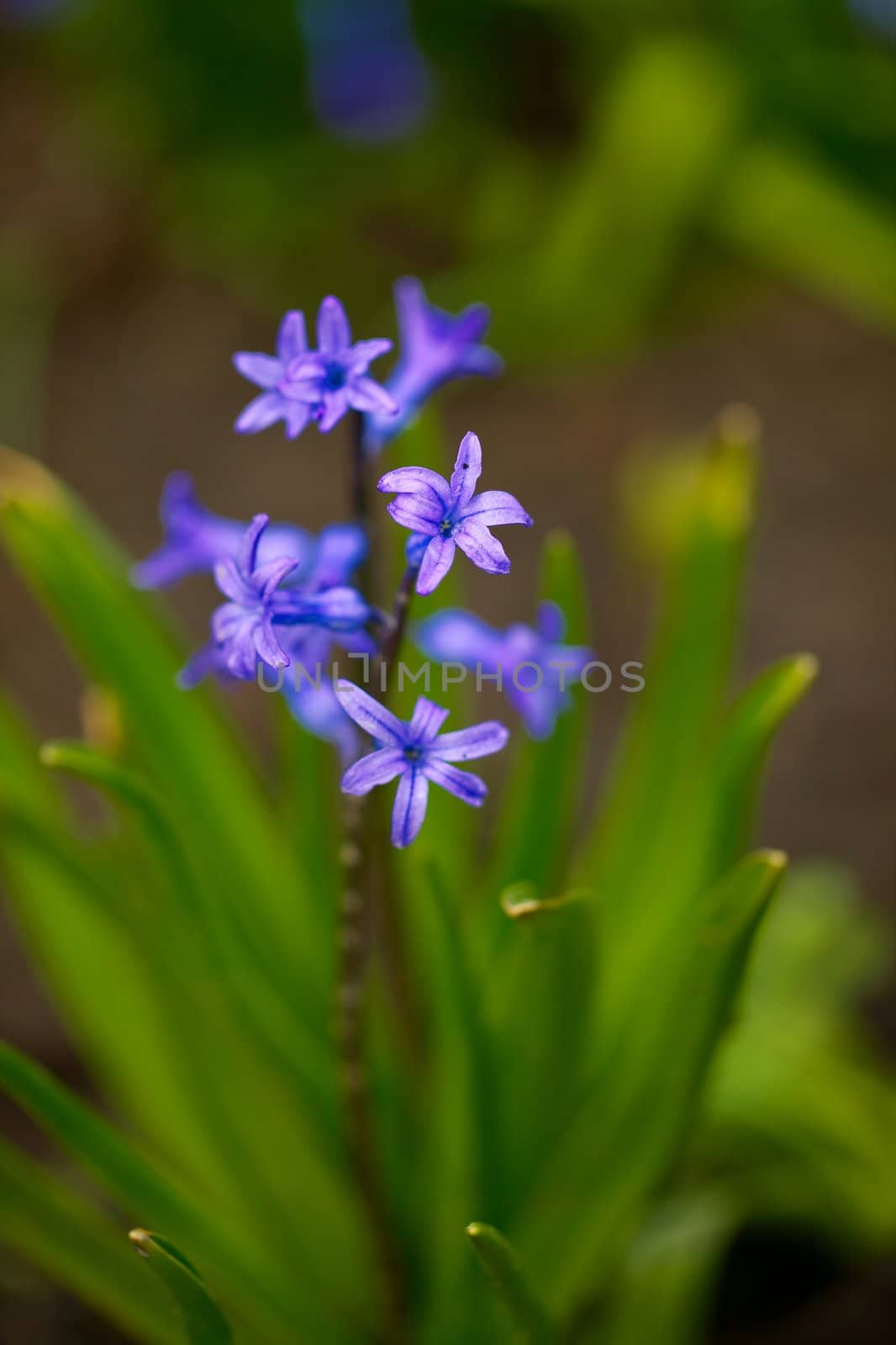 Hyancinth flower closeup in spring
