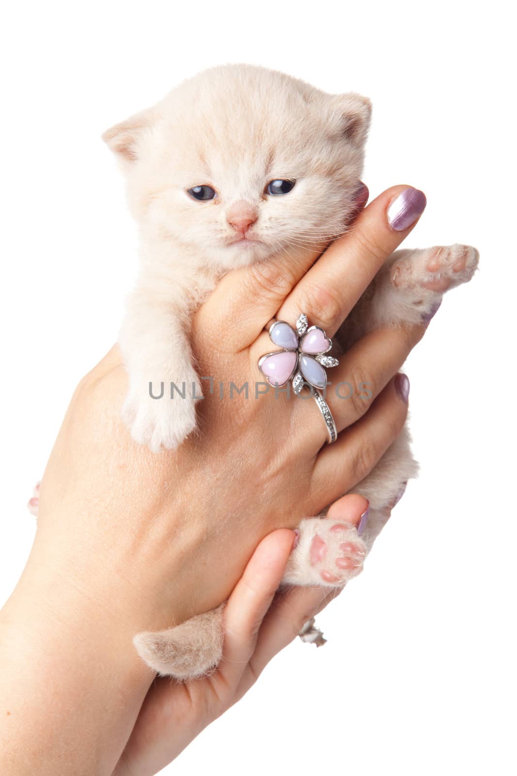 kitten on a white background. small kitten on a hand by ewastudio